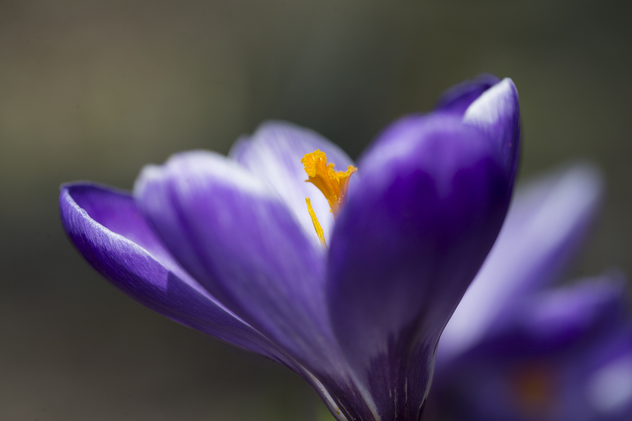 Canon EF 100mm F2.8L Macro IS USM sample photo. That natural light~ photography