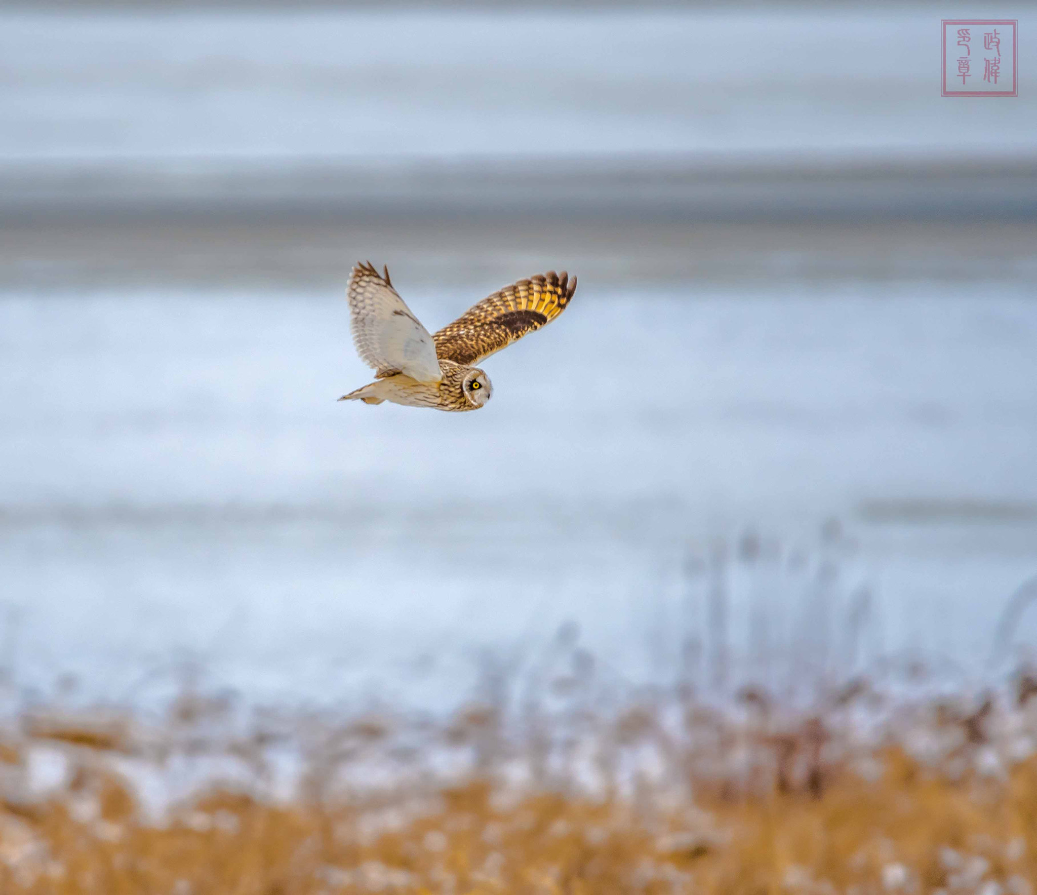 Sigma 150-600mm F5-6.3 DG OS HSM | S sample photo. Dsc photography
