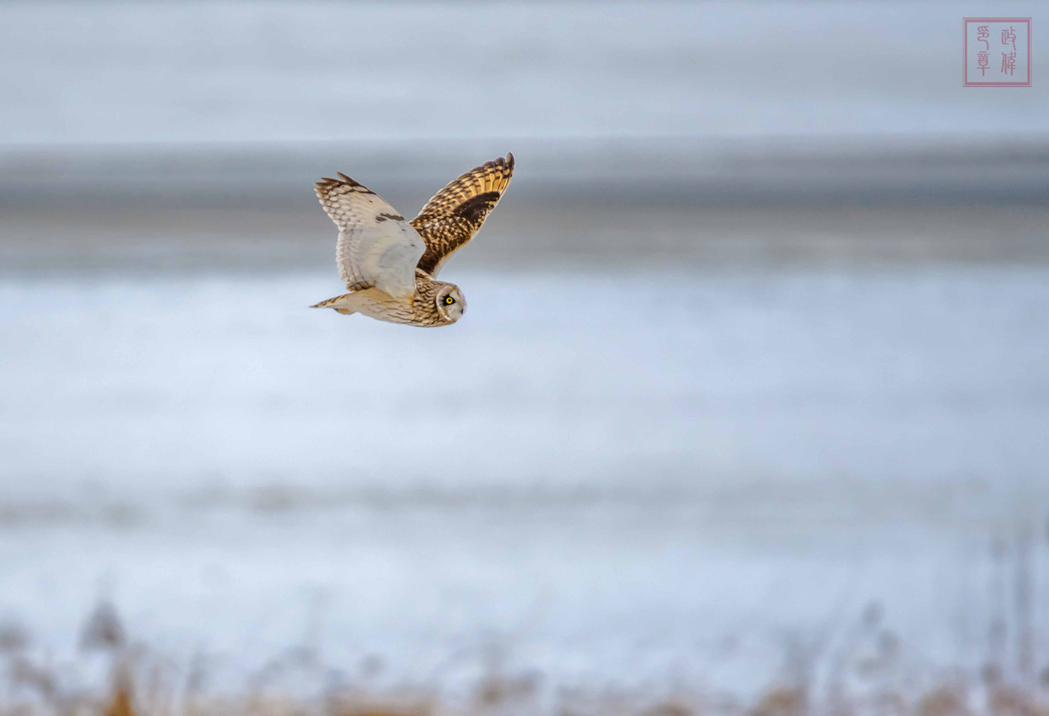 Sigma 150-600mm F5-6.3 DG OS HSM | S sample photo. Dsc photography