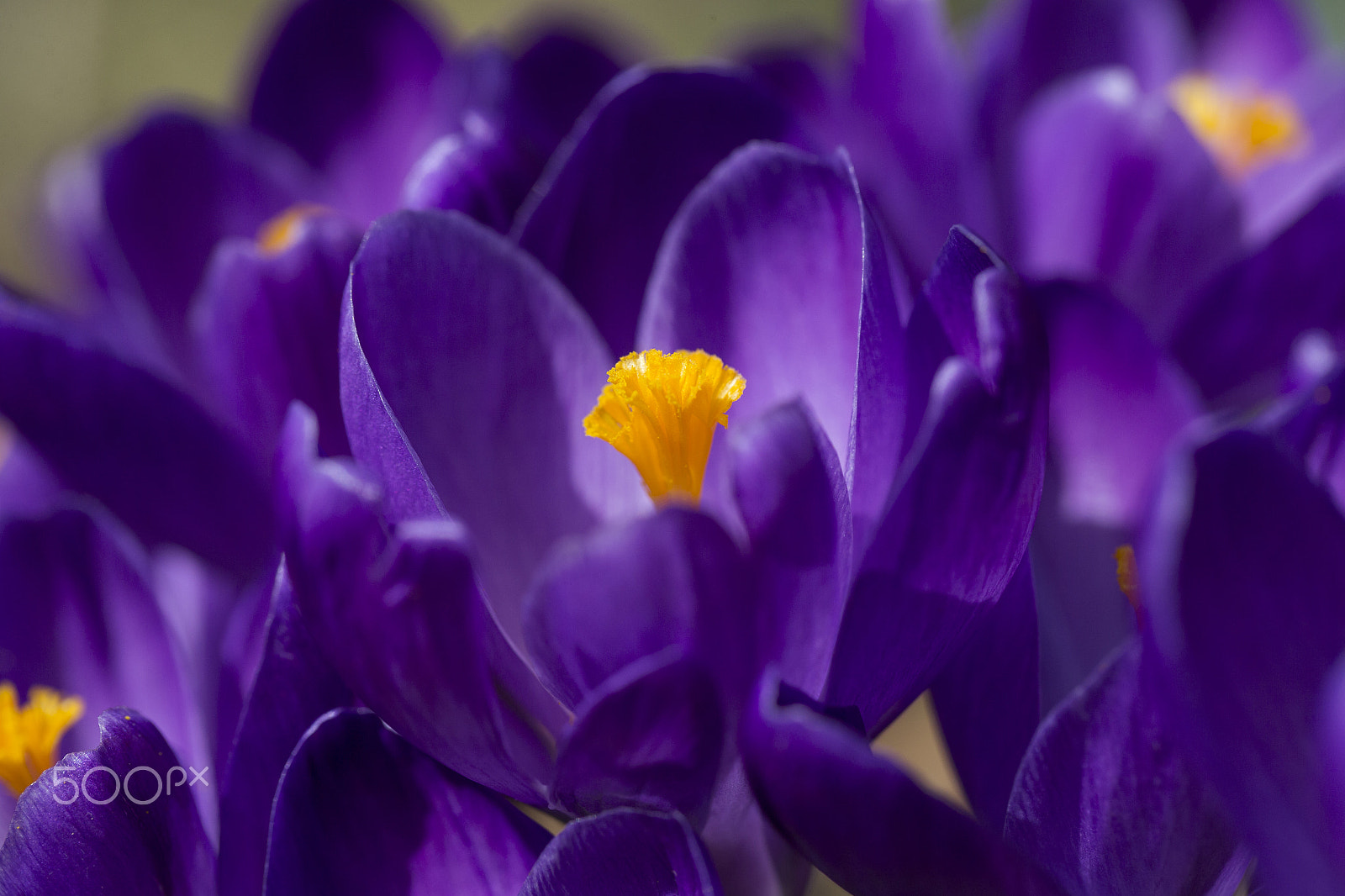 Canon EF 100mm F2.8L Macro IS USM sample photo. Purple bunch~ photography