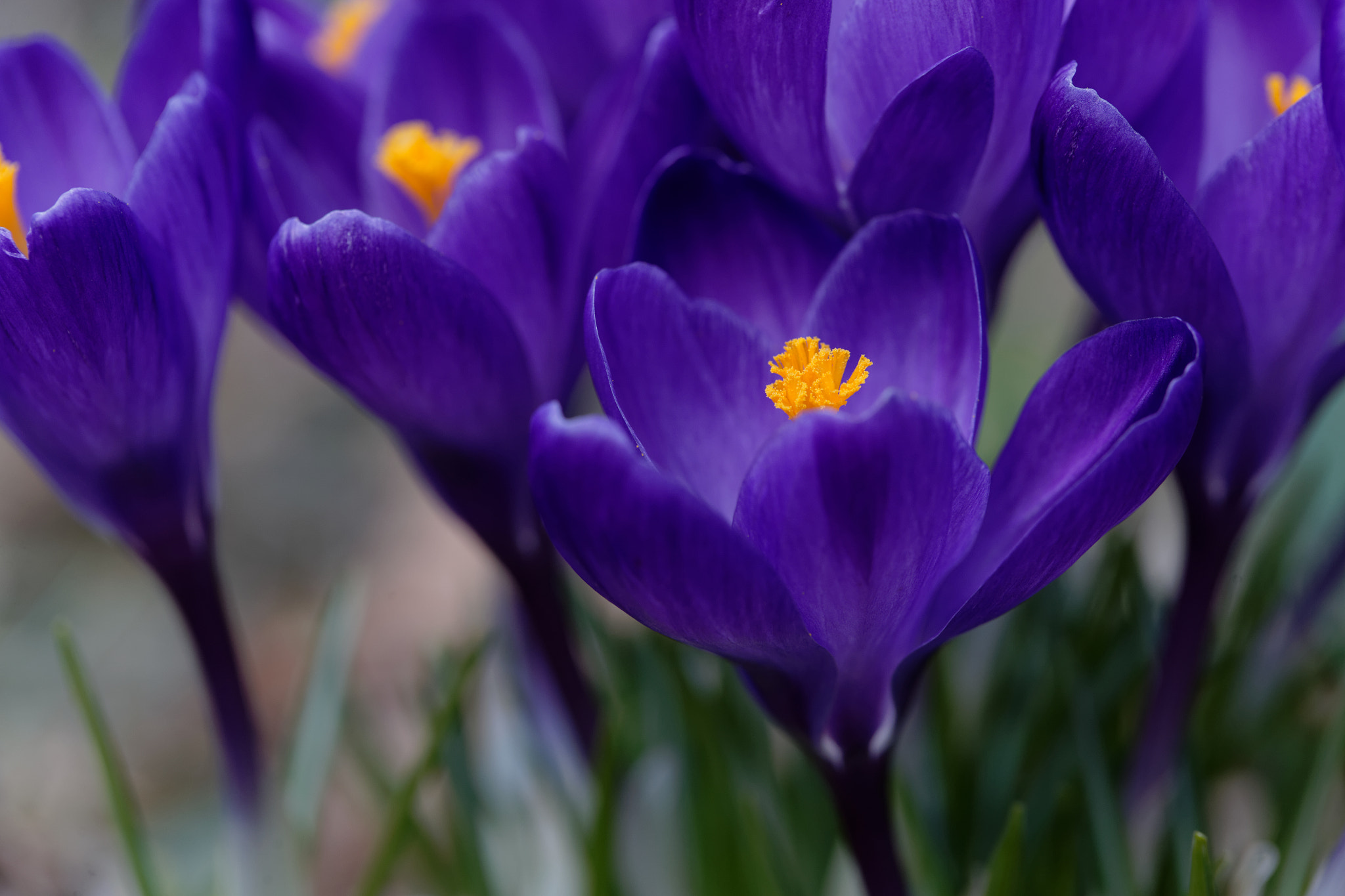 Canon EF 100mm F2.8L Macro IS USM sample photo. Deep purple photography