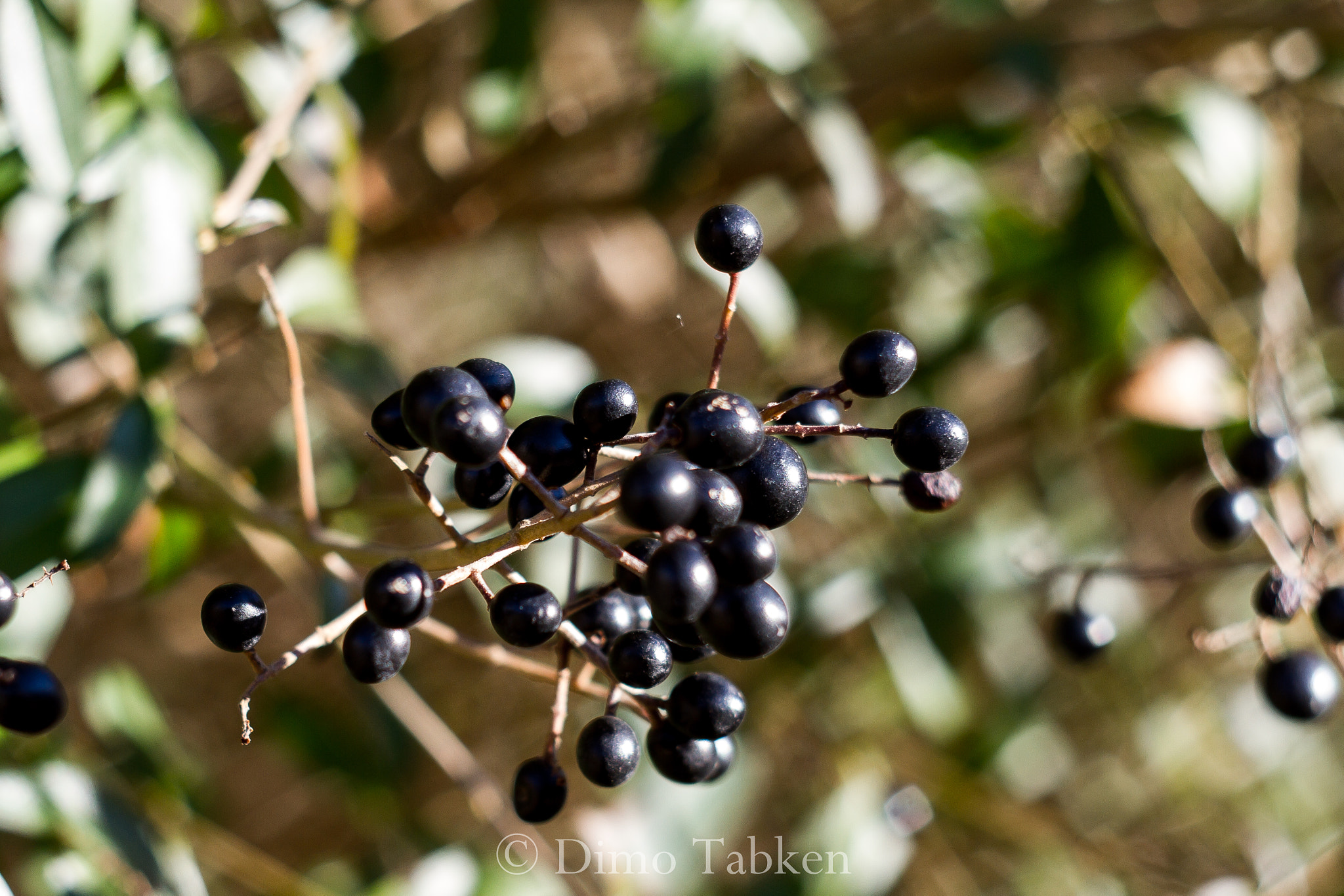 Canon EF 35-80mm f/4-5.6 sample photo. Bubbles in nature ii photography