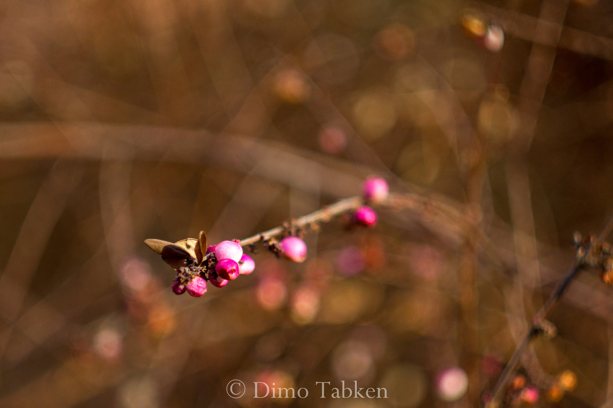 Canon EOS 7D sample photo. Bubbles in nature iv photography