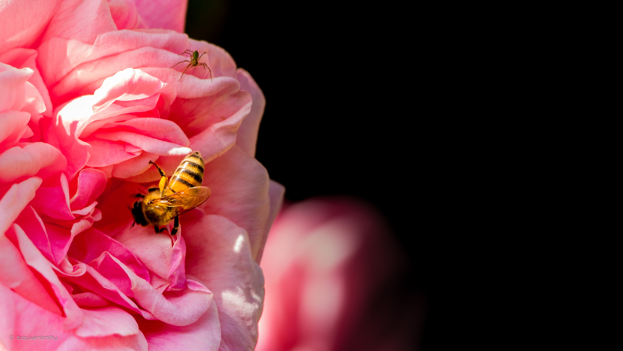 Canon EOS 750D (EOS Rebel T6i / EOS Kiss X8i) sample photo. Someone is behind you always photography