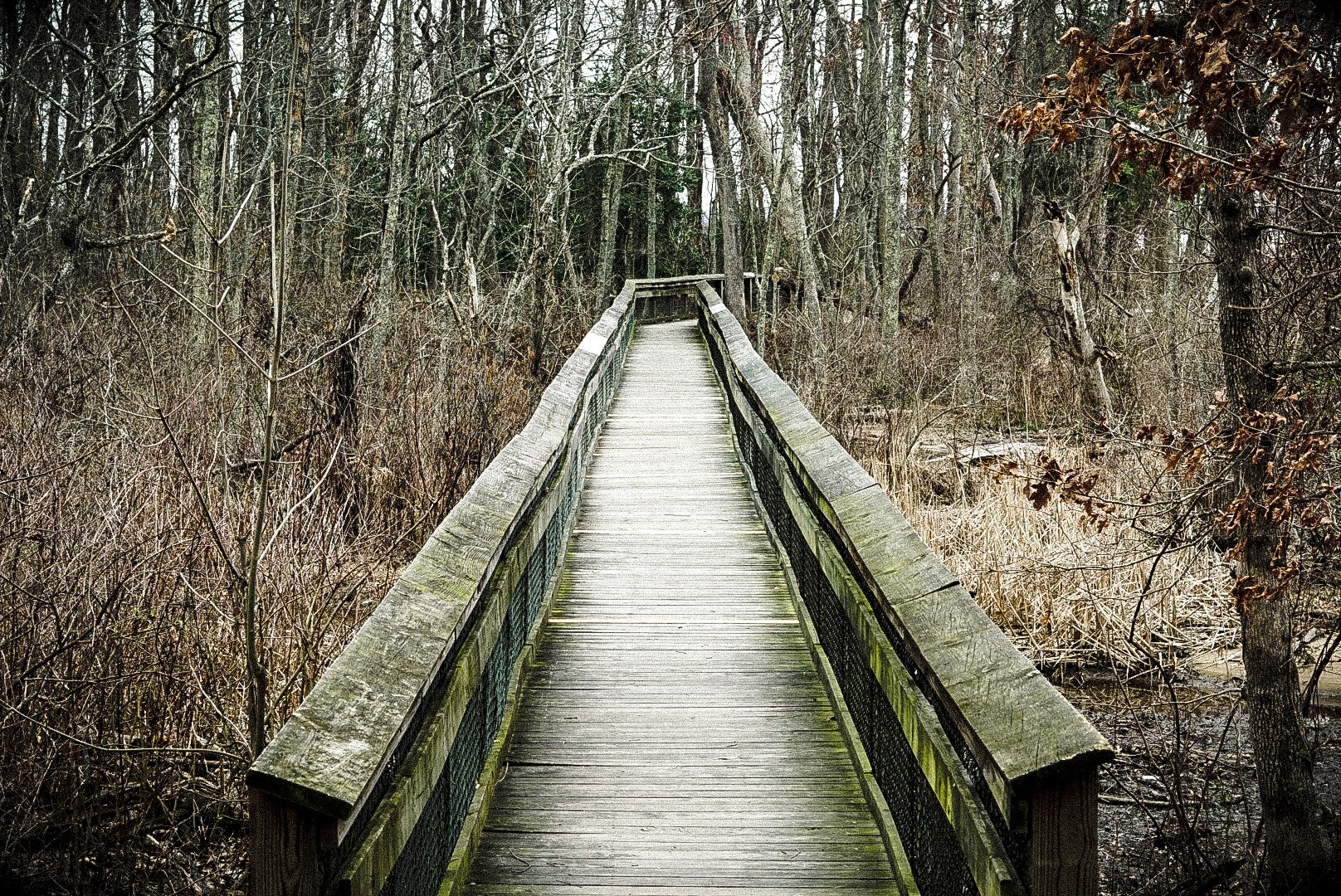 Sony FE 50mm F1.8 sample photo. Wooden path photography