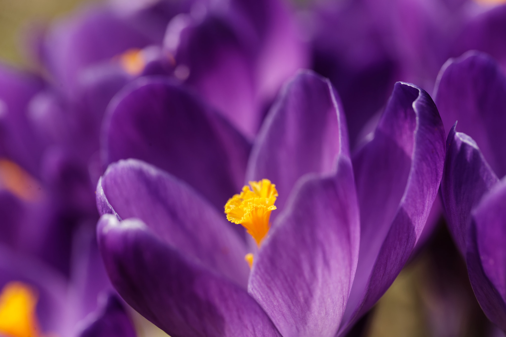 Canon EF 100mm F2.8L Macro IS USM sample photo. Springtime~ photography