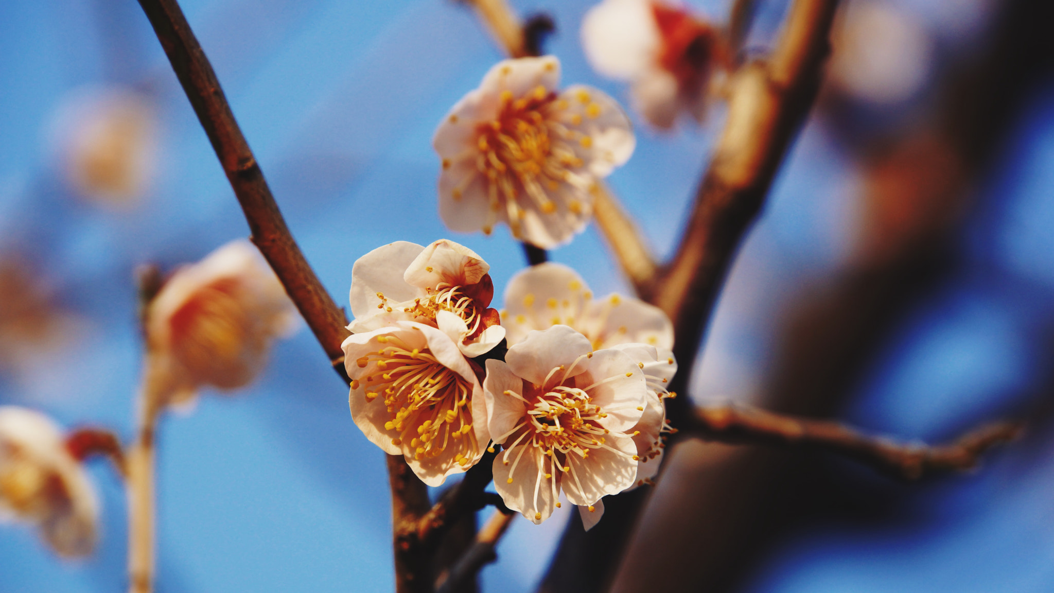 Sony E 18-200mm F3.5-6.3 OSS LE sample photo. Shanghai · plum blossom photography