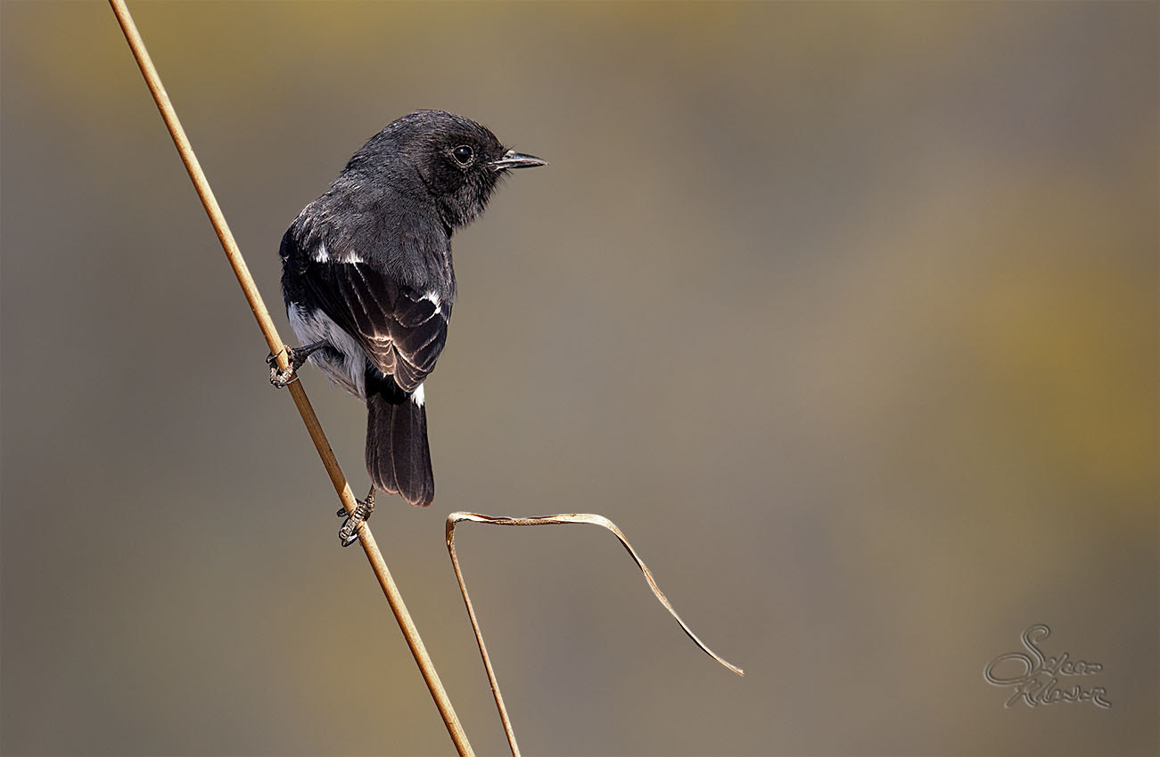 Sigma 150-600mm F5-6.3 DG OS HSM | C sample photo. Pied bush chat photography
