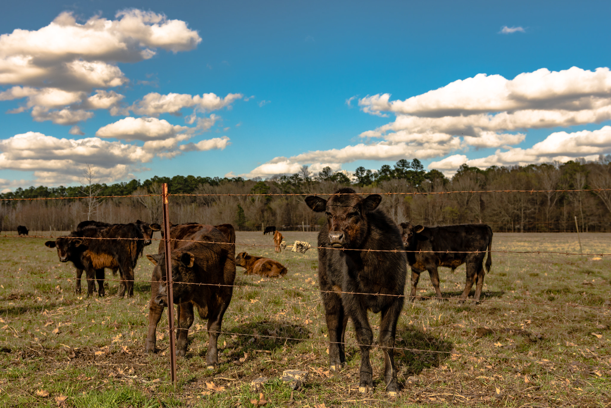 Nikon D7200 + Sigma 18-35mm F1.8 DC HSM Art sample photo. Angus calf looking curiously in springtime pasture photography