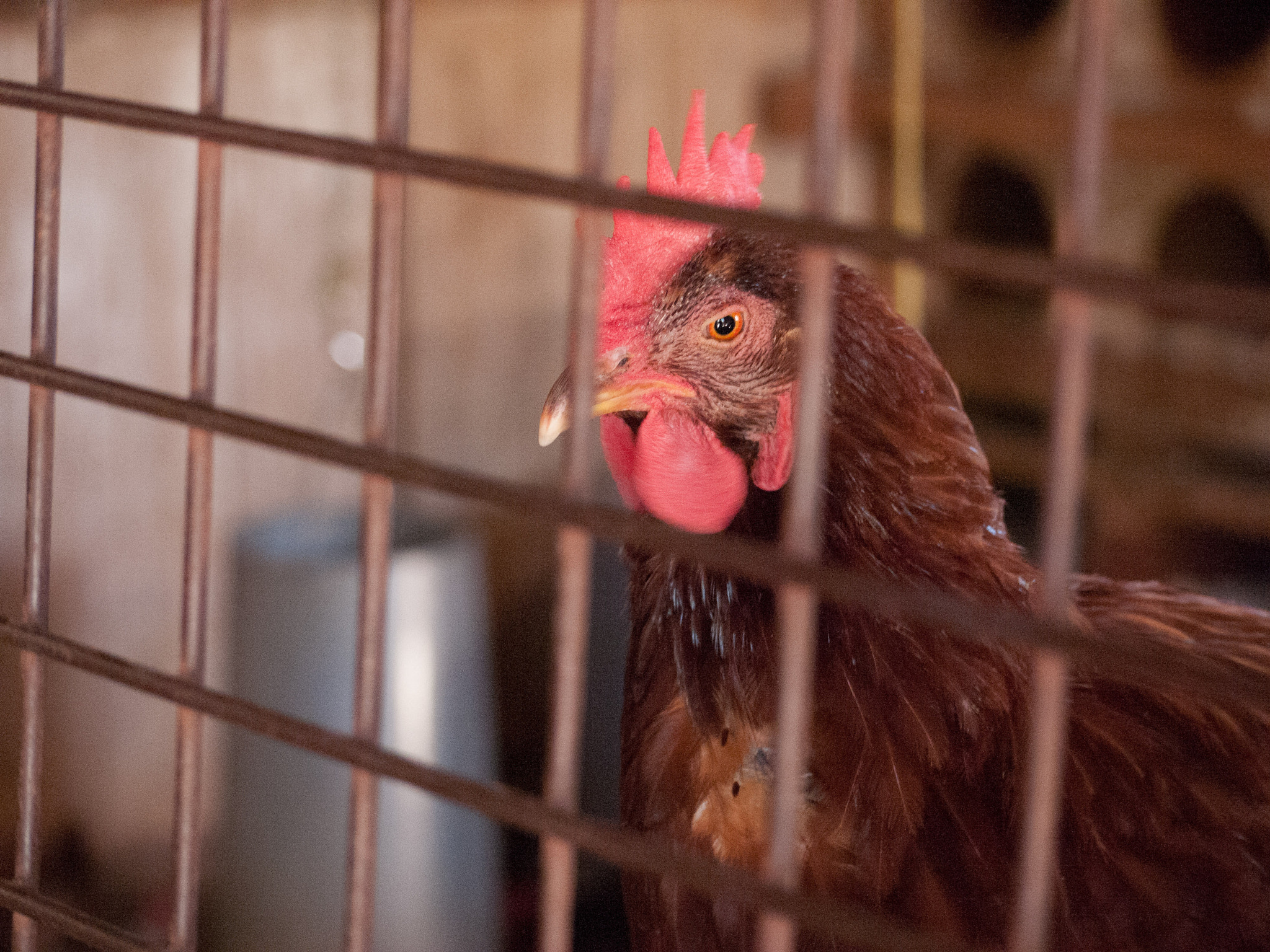 Panasonic Lumix G Vario 45-200mm F4-5.6 OIS sample photo. Chicken photography