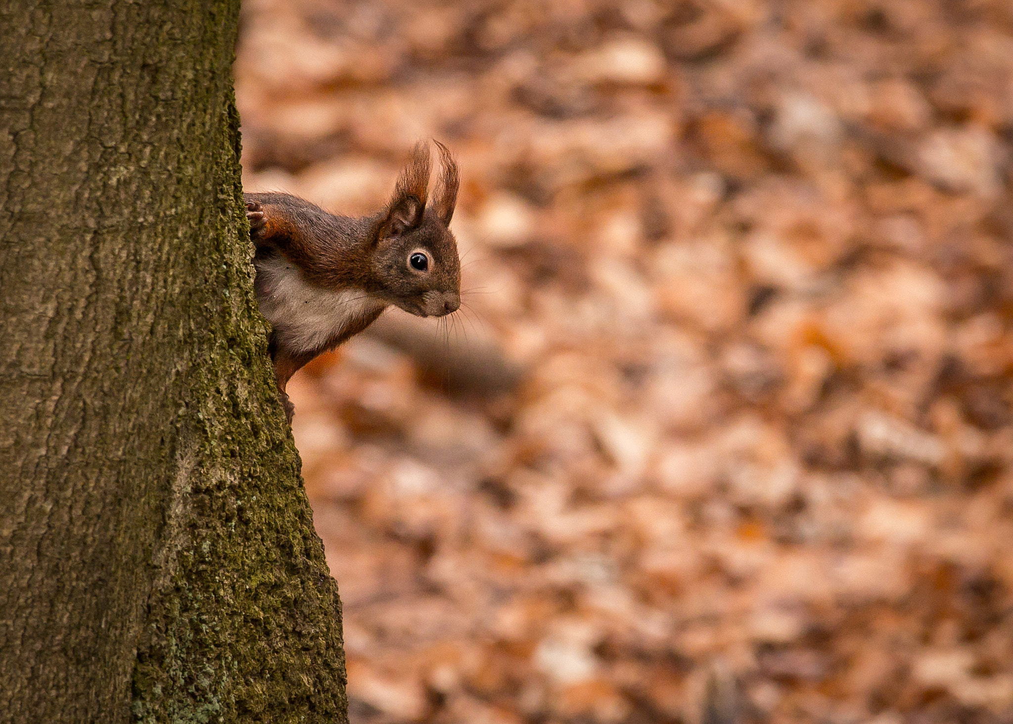 150-600mm F5-6.3 DG OS HSM | Contemporary 015 sample photo. Squirrel  photography