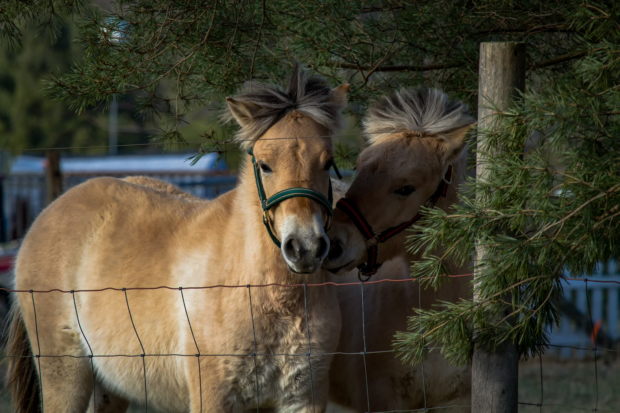 Canon EF-S 55-250mm F4-5.6 IS STM sample photo. Horses i 170305 photography