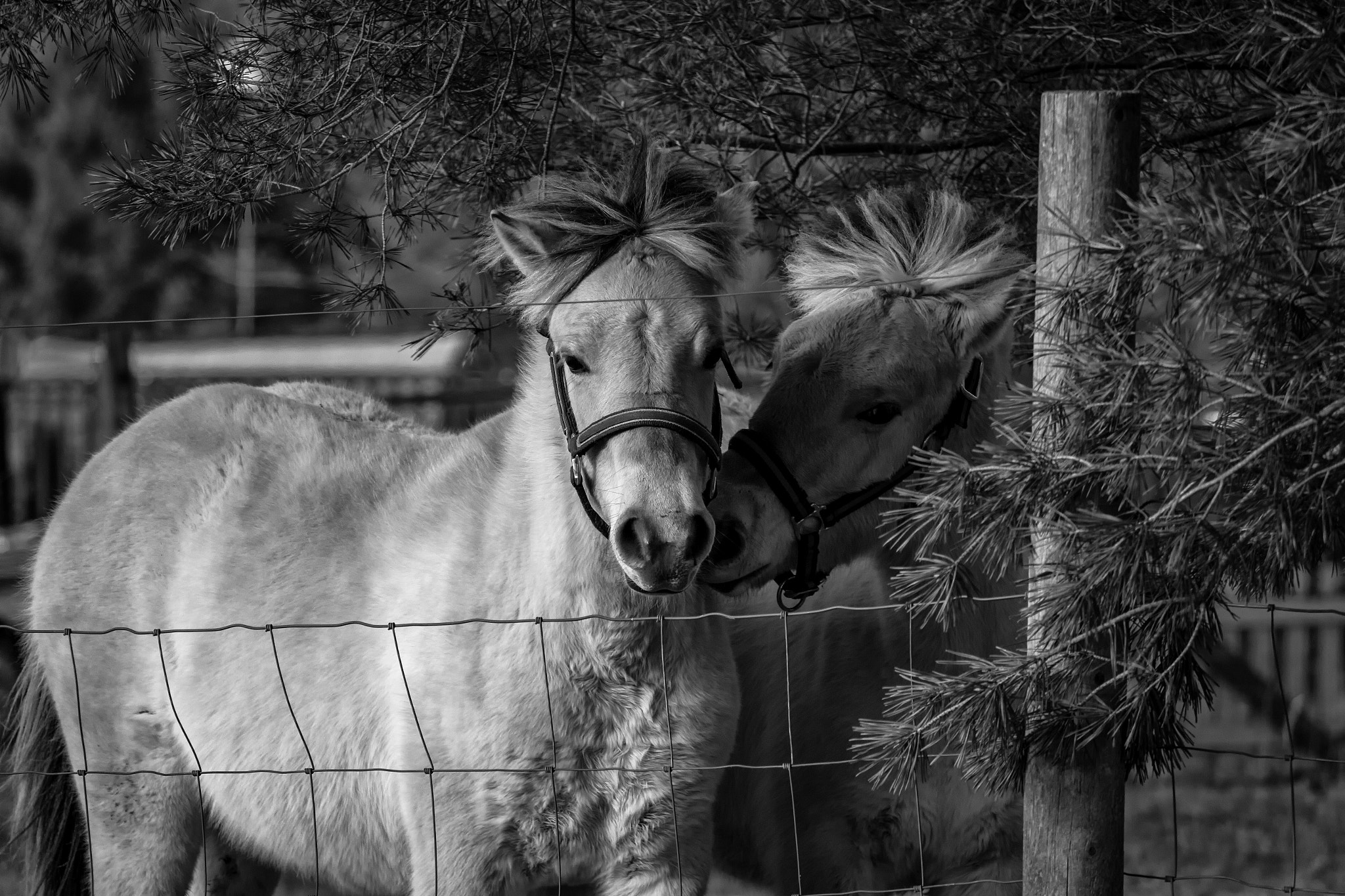 Canon EOS 7D + Canon EF-S 55-250mm F4-5.6 IS STM sample photo. Horses ii 170305 photography