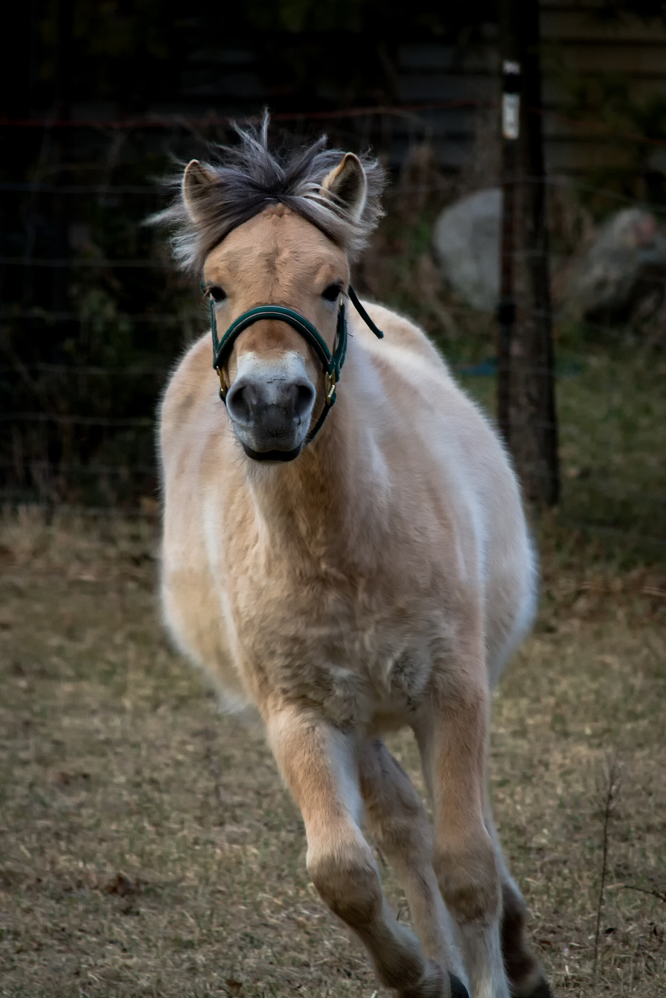Canon EF-S 55-250mm F4-5.6 IS STM sample photo. Horses iii 170305 photography