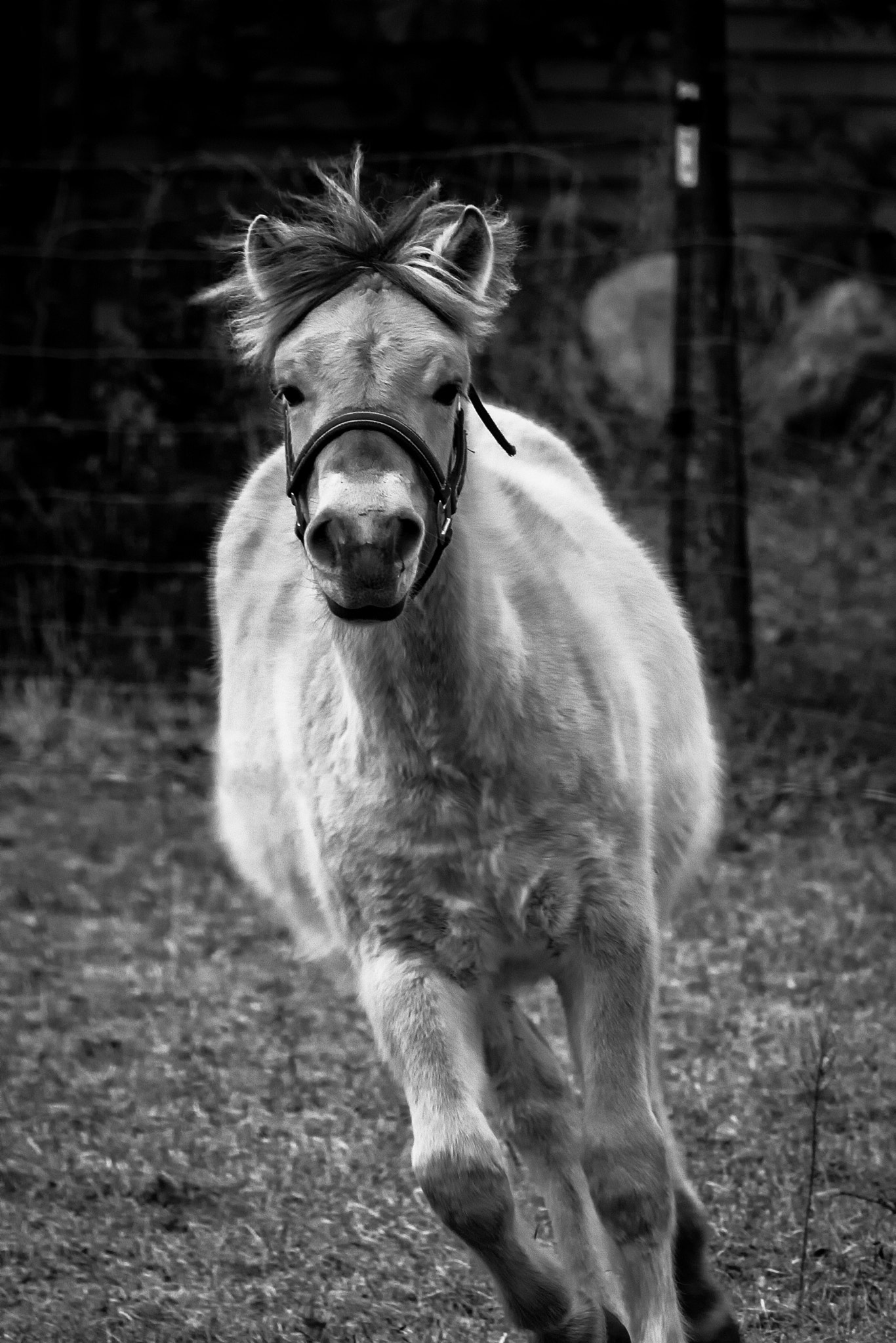 Canon EF-S 55-250mm F4-5.6 IS STM sample photo. Horses iv 170305 photography
