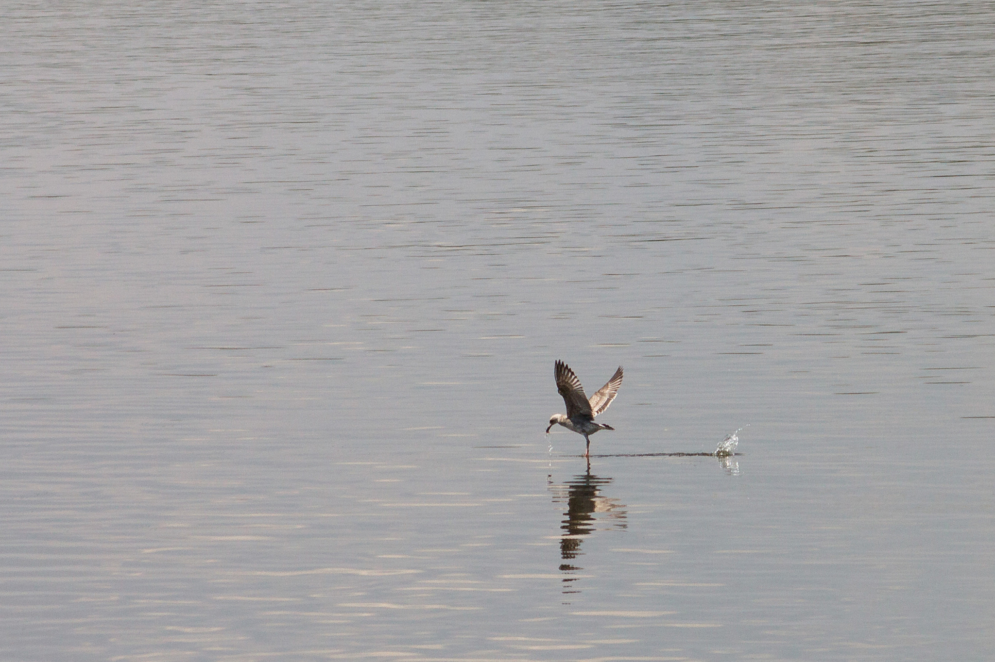 Canon EOS 500D (EOS Rebel T1i / EOS Kiss X3) + Canon EF 70-210mm f/4 sample photo. Flight of bird 2 photography