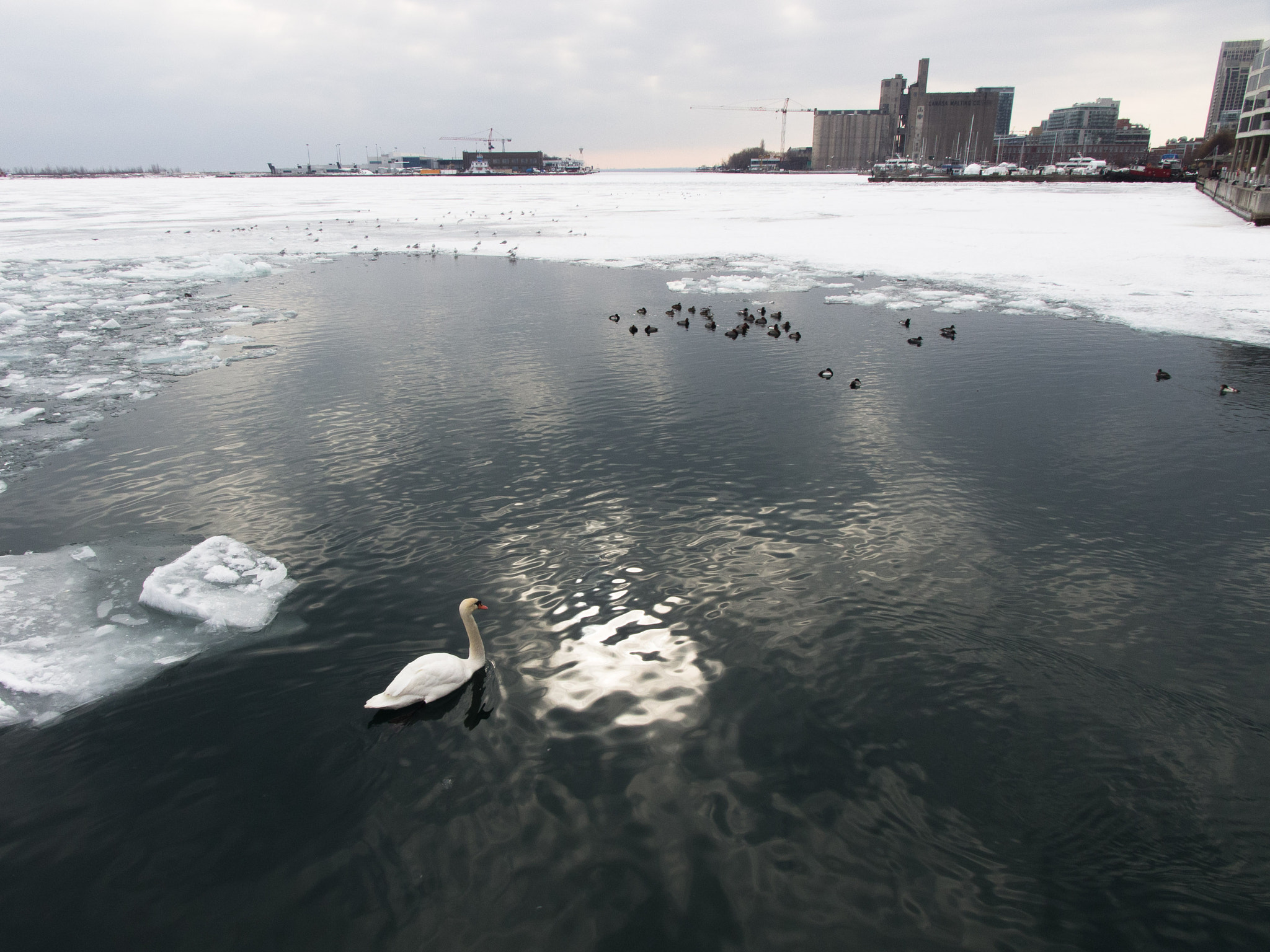 Samsung EX1 sample photo. Lake ontario swan photography