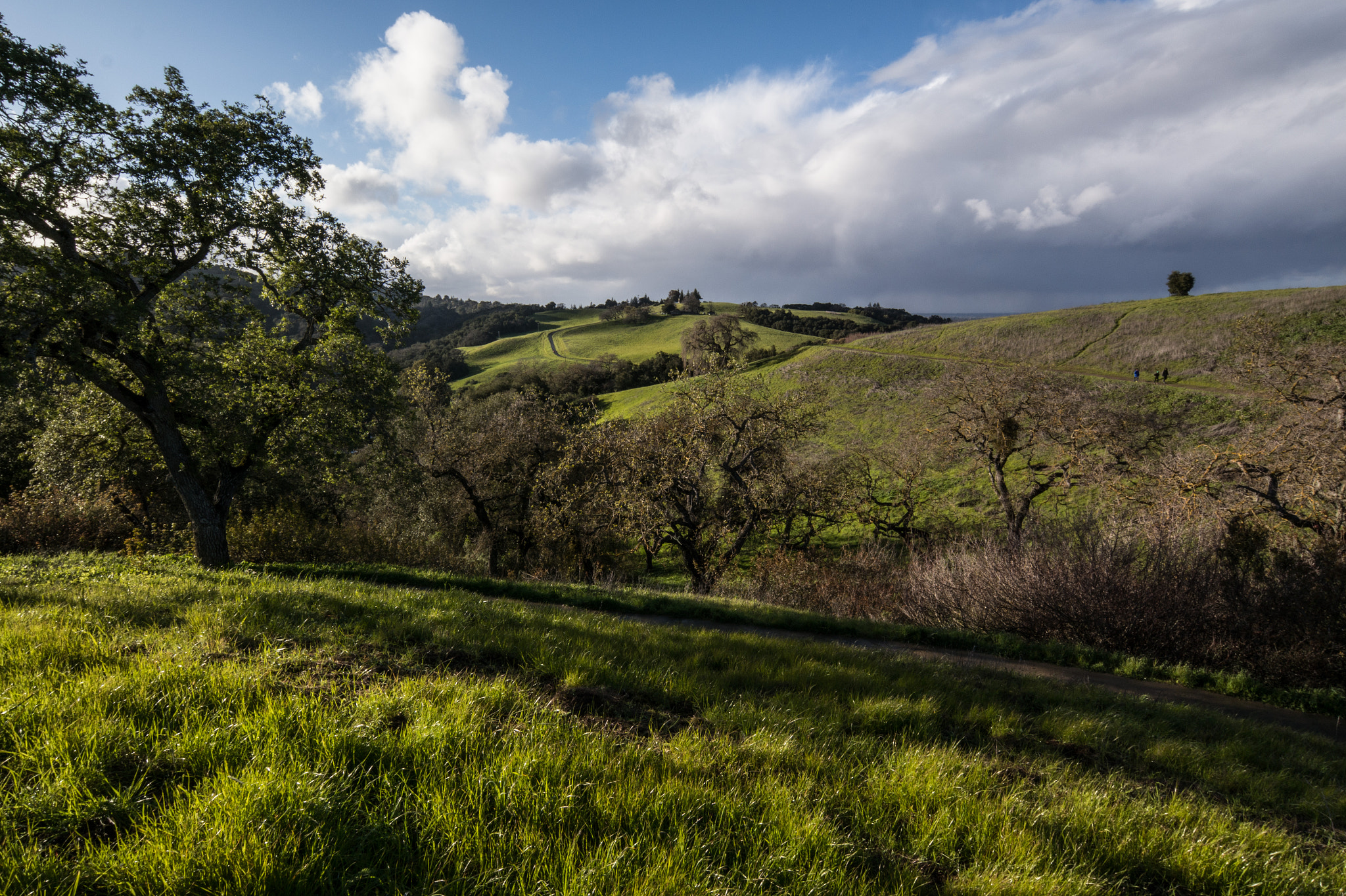 Samsung NX 12-24mm F4-5.6 ED sample photo. Spring in california photography