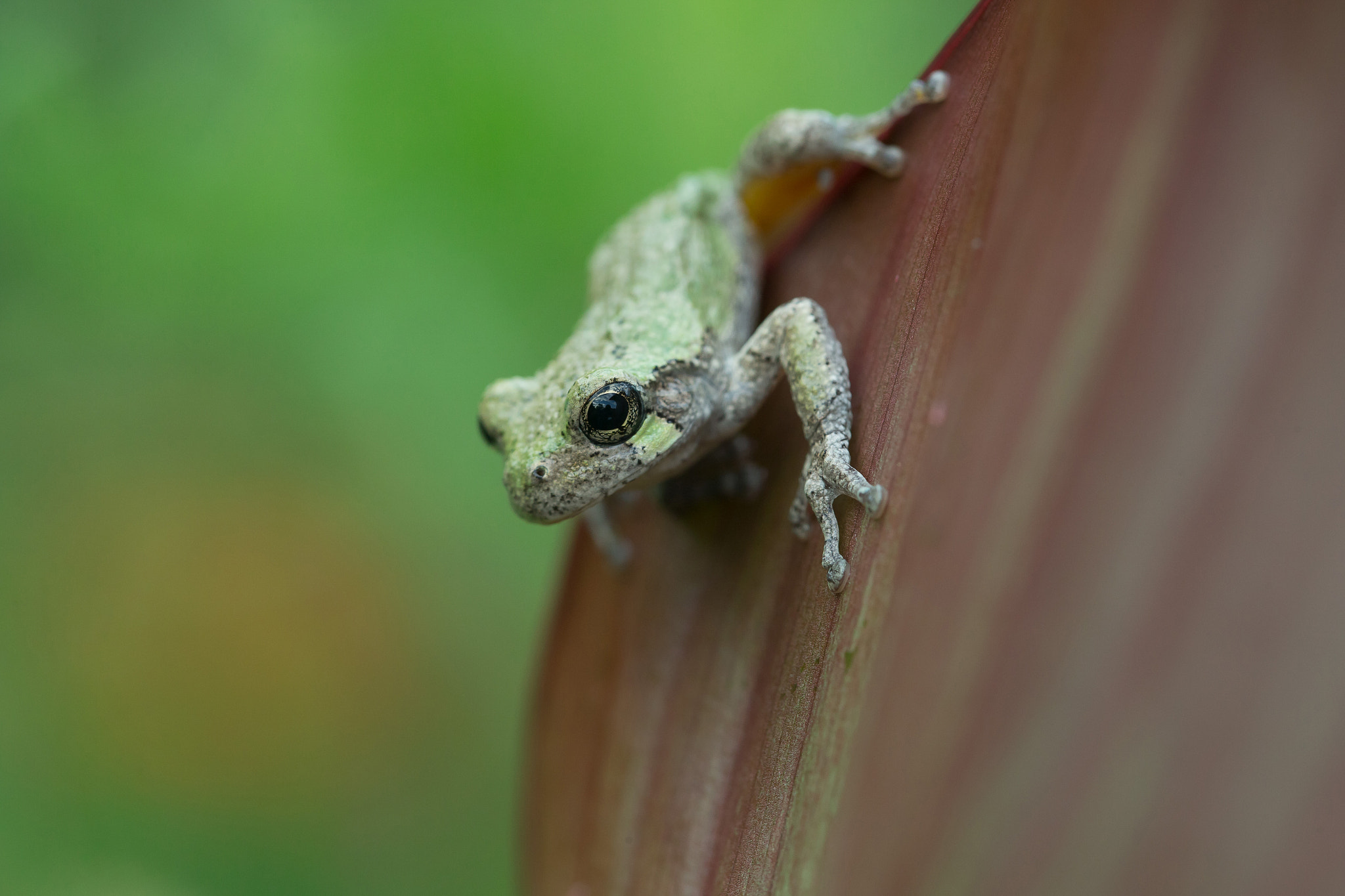 Canon EF 100mm F2.8L Macro IS USM sample photo. Hold on~ photography