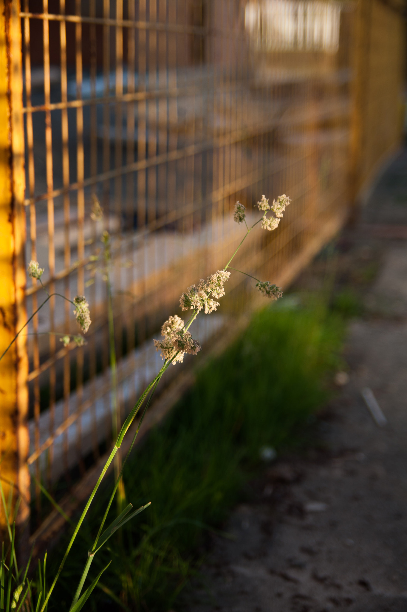 Tamron SP AF 17-50mm F2.8 XR Di II LD Aspherical (IF) sample photo. Weed photography