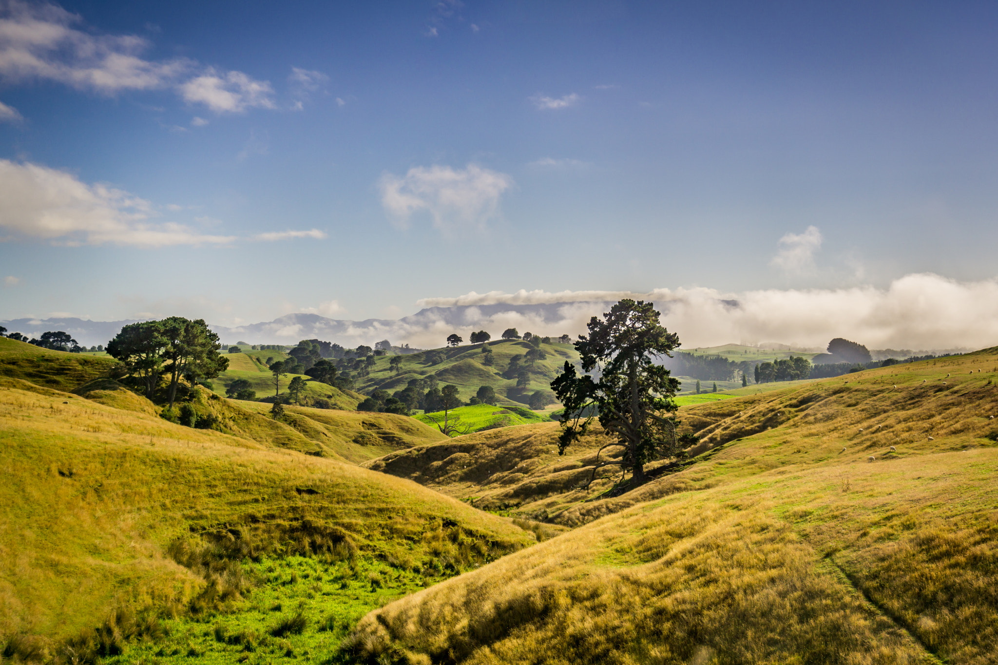 Sony a6000 + Sony Vario Tessar T* FE 24-70mm F4 ZA OSS sample photo. Hobbiton landacape photography