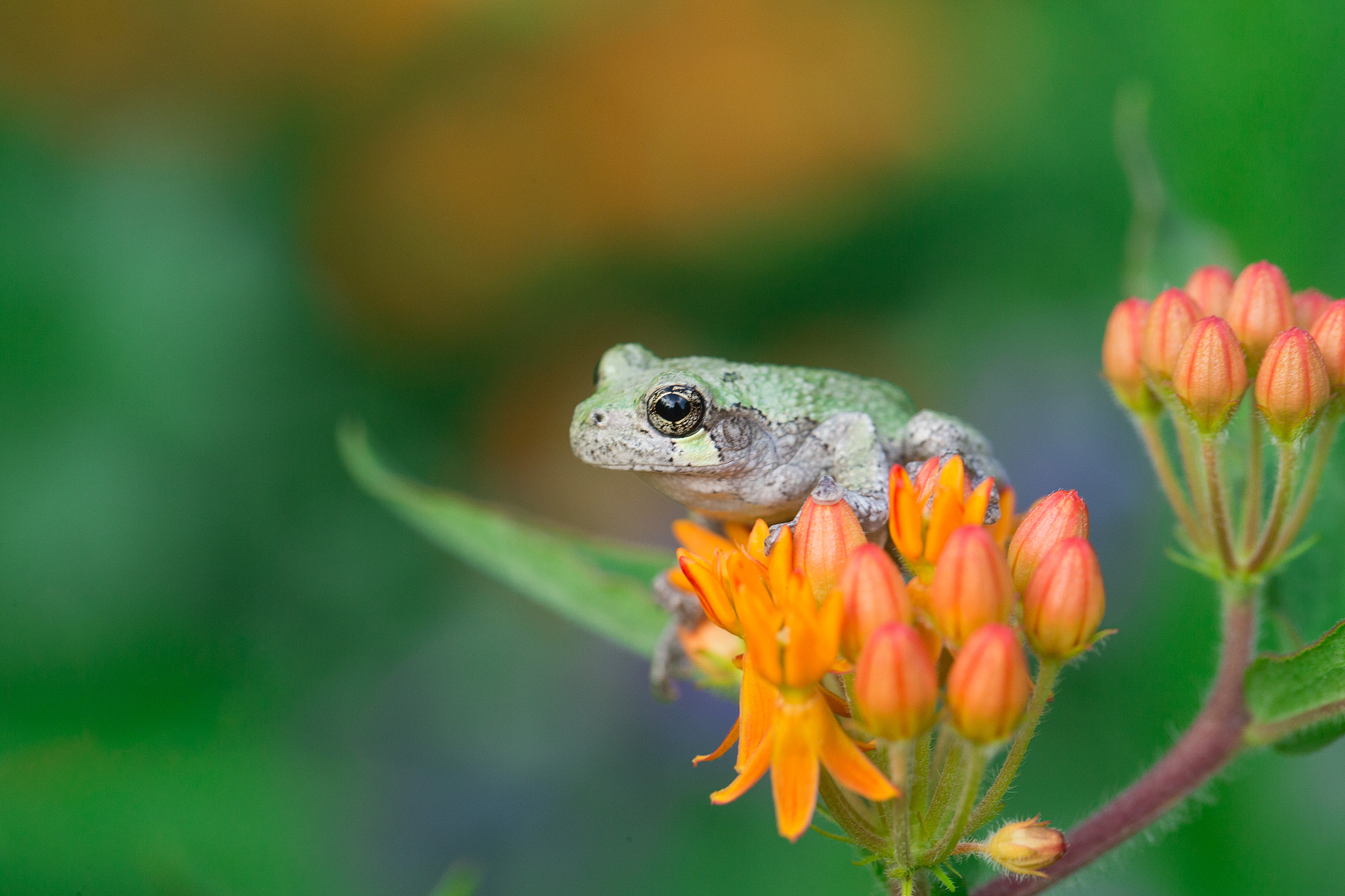 Canon EF 100mm F2.8L Macro IS USM sample photo. Sitting pretty~ photography