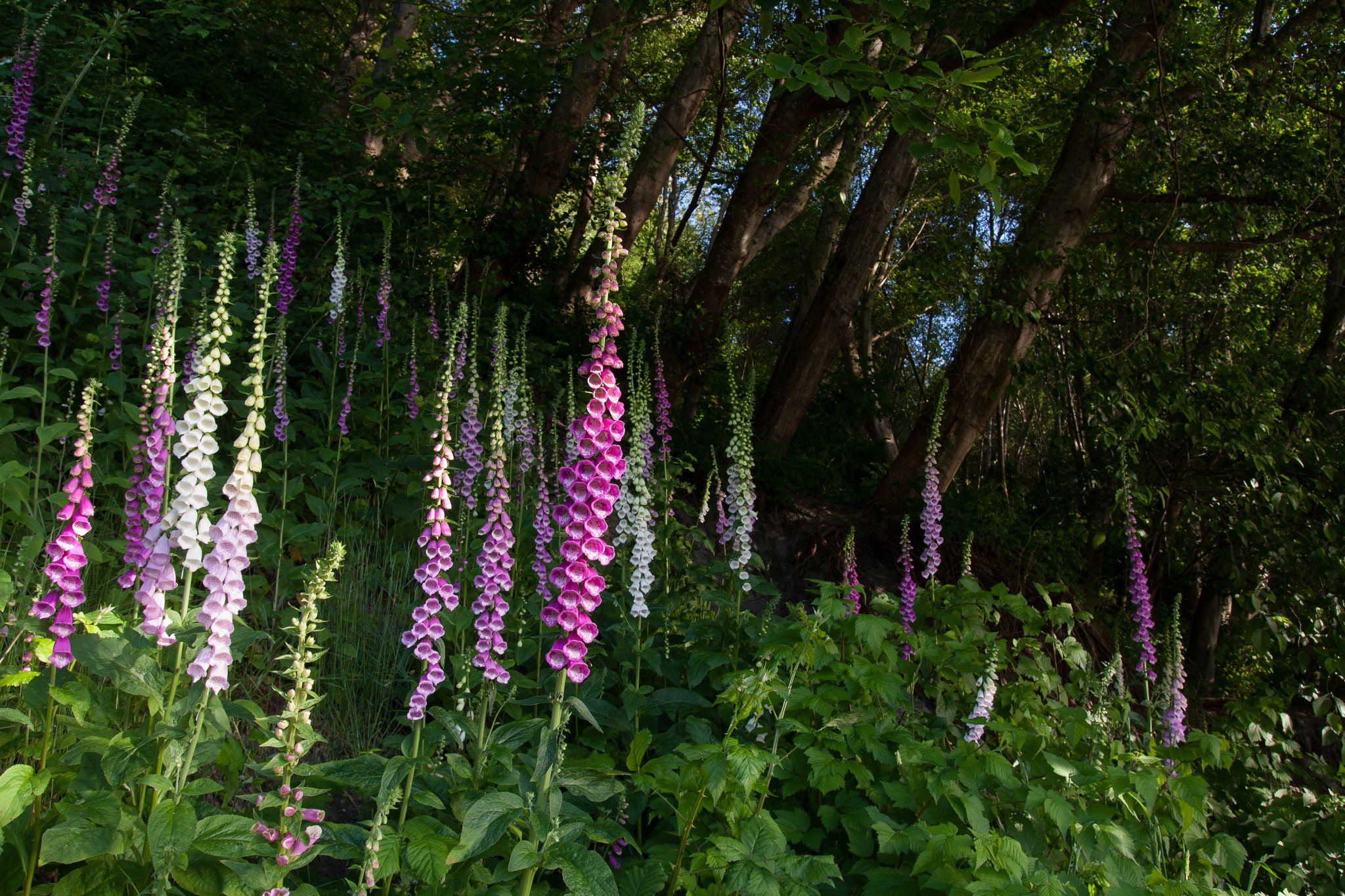 Tamron SP AF 17-50mm F2.8 XR Di II LD Aspherical (IF) sample photo. Purple flowers photography
