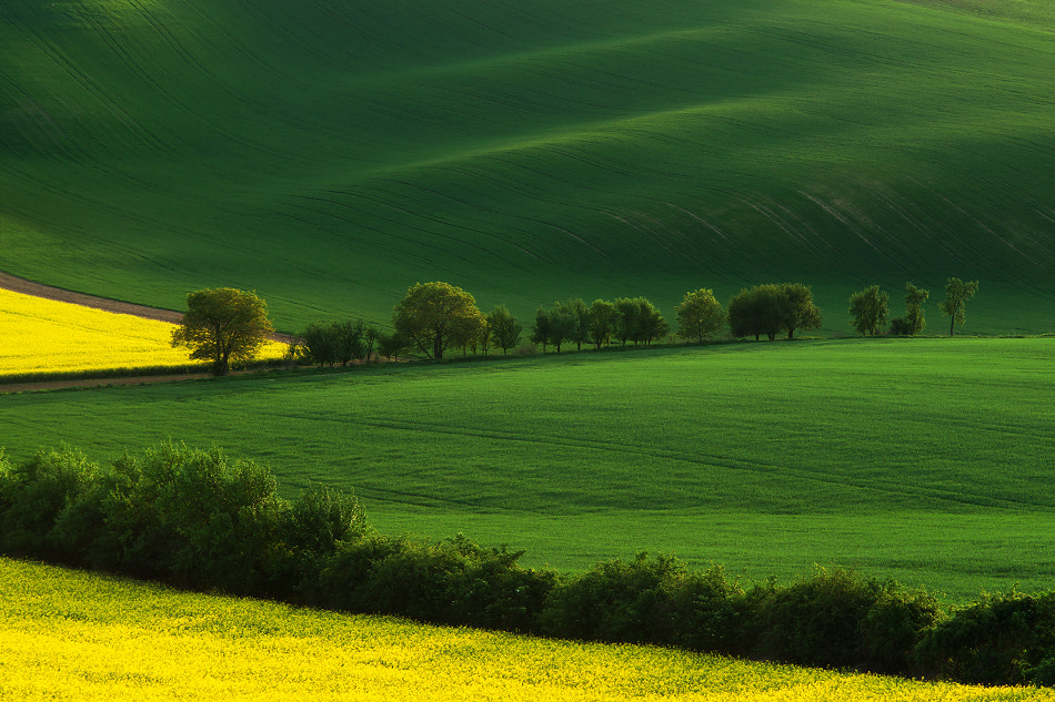 Sony Alpha DSLR-A850 + Minolta AF 70-210mm F4 Macro sample photo. South moravia photography