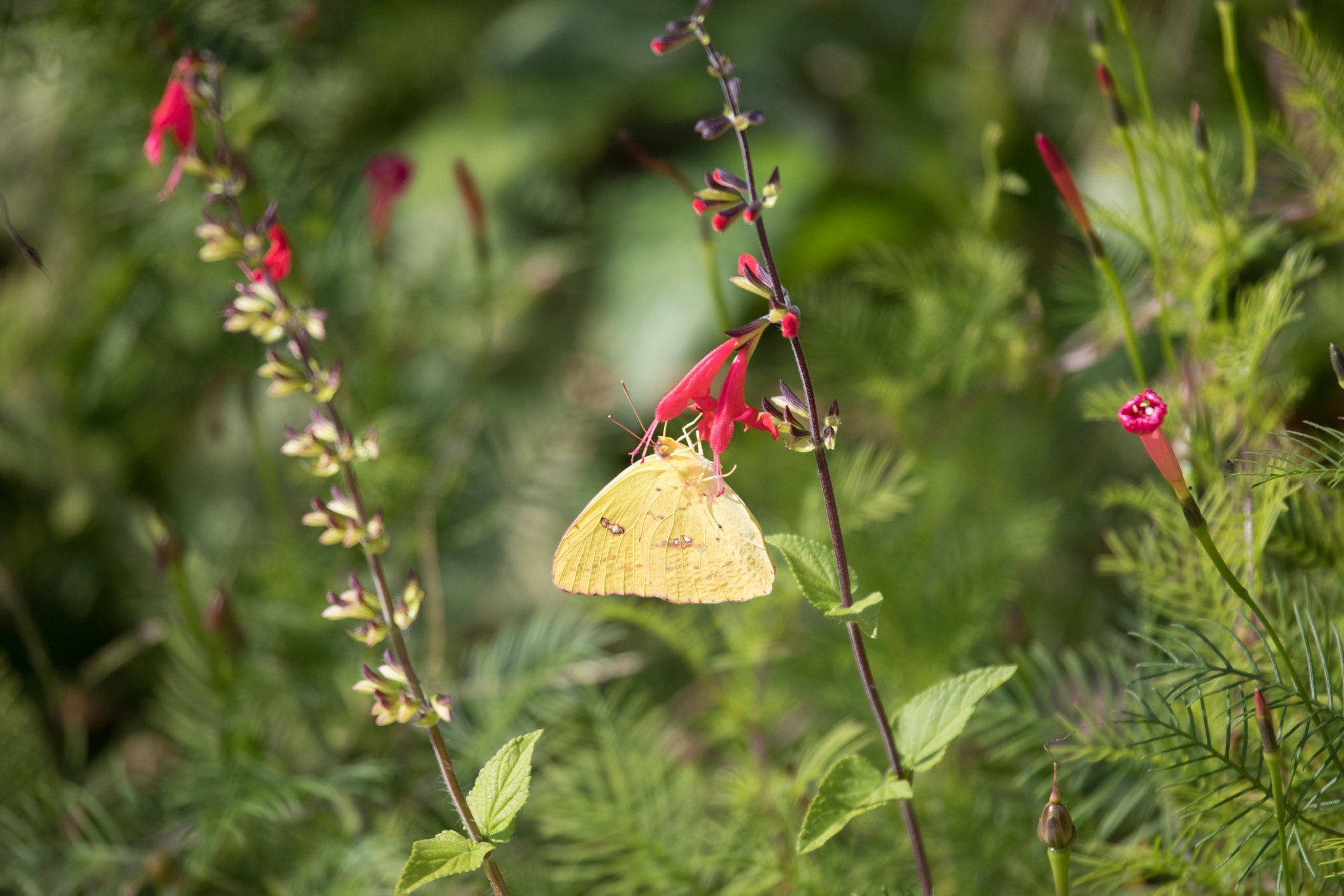 Canon EF 100-400mm F4.5-5.6L IS USM sample photo. Dinnertime~ photography