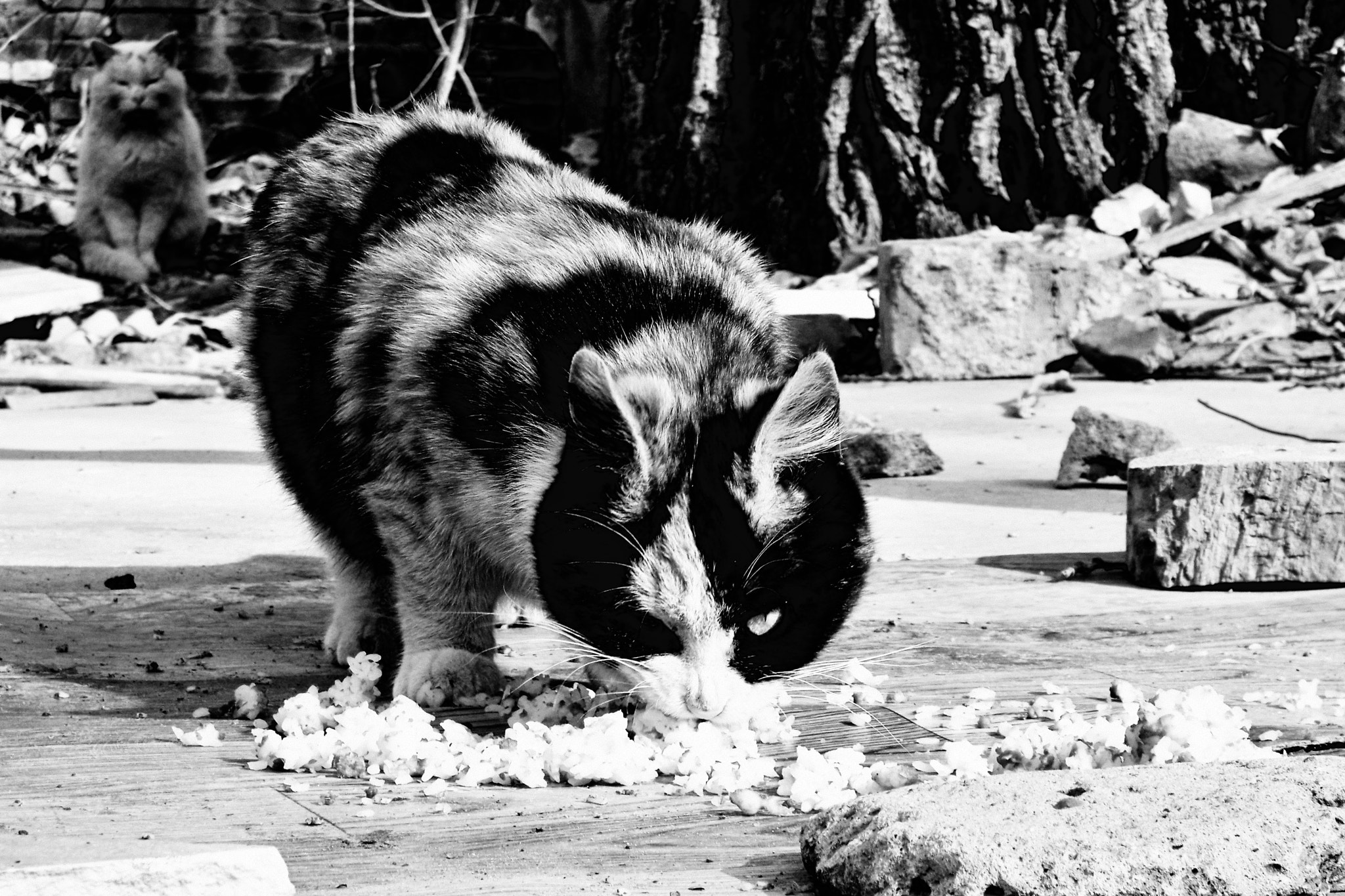 Kodak EasyShare M1033 sample photo. 〖无题〗 photography