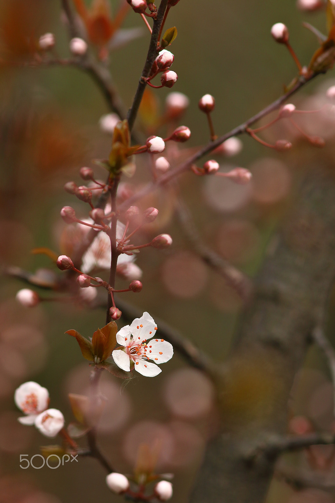 Canon EF 300mm F4L IS USM sample photo. 李花开 photography