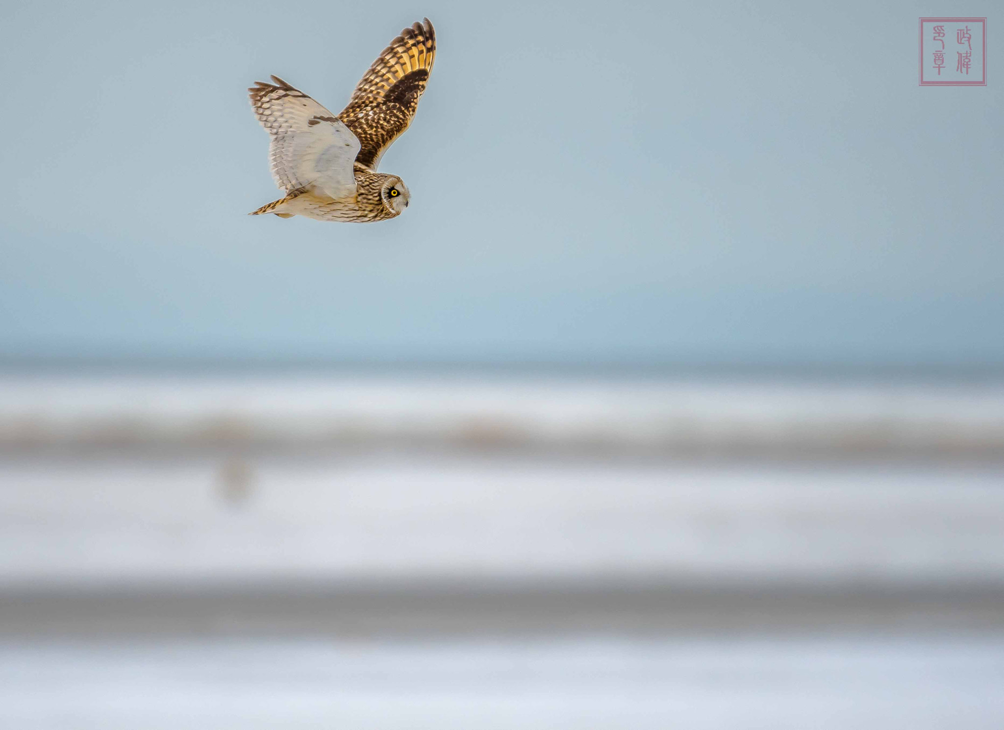 Sigma 150-600mm F5-6.3 DG OS HSM | S sample photo. Dsc photography