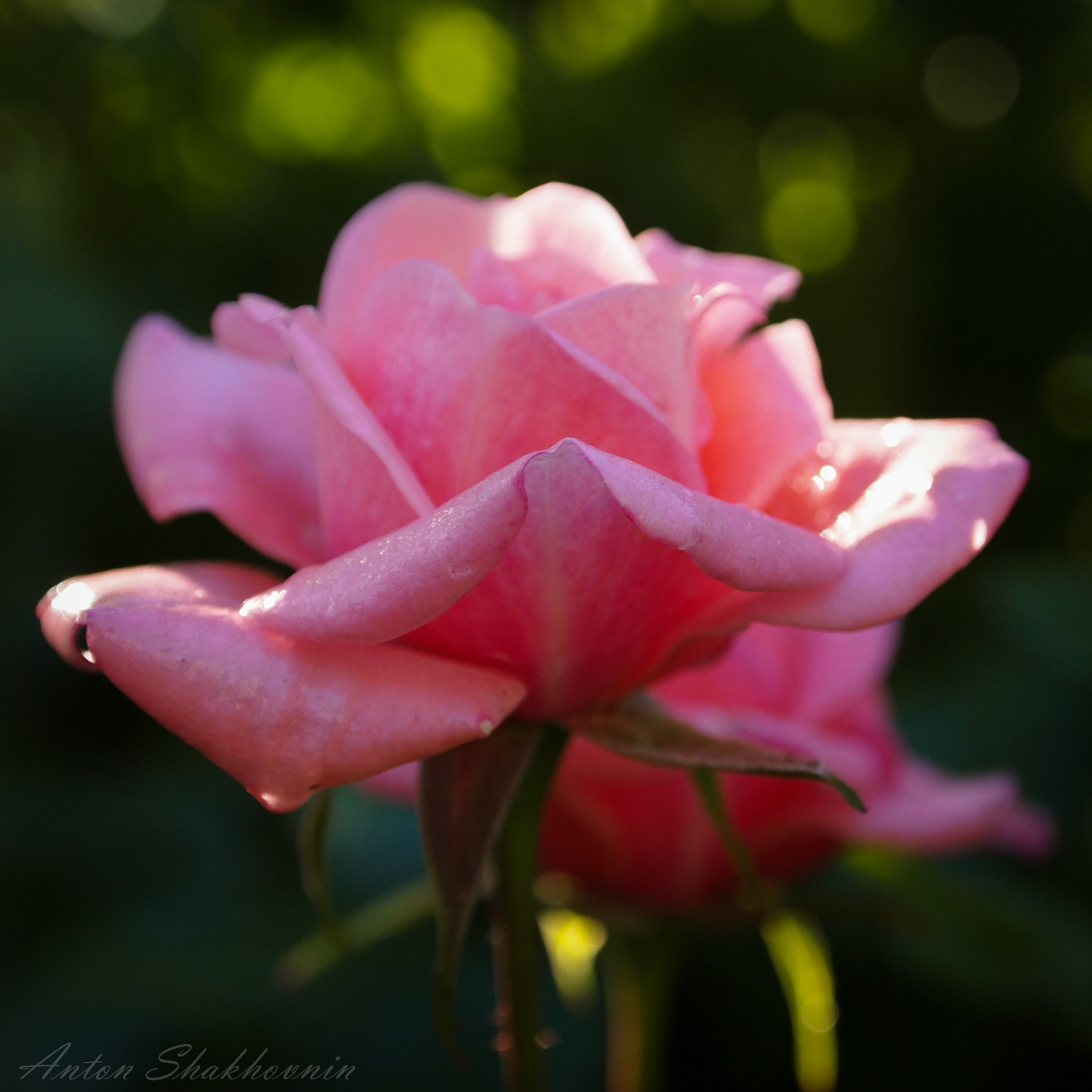 Olympus PEN E-PL1 sample photo. Roses are red photography
