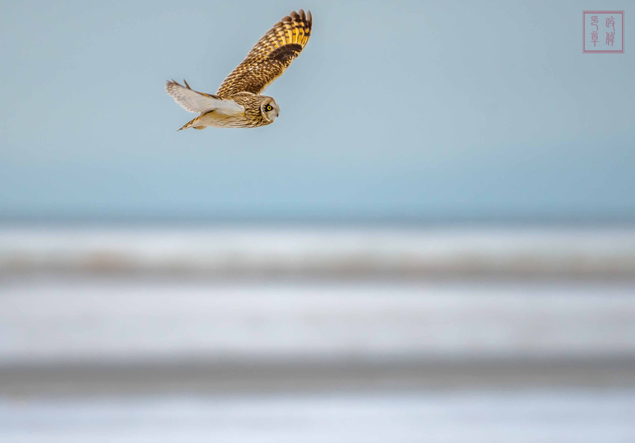 Sigma 150-600mm F5-6.3 DG OS HSM | S sample photo. Dsc photography