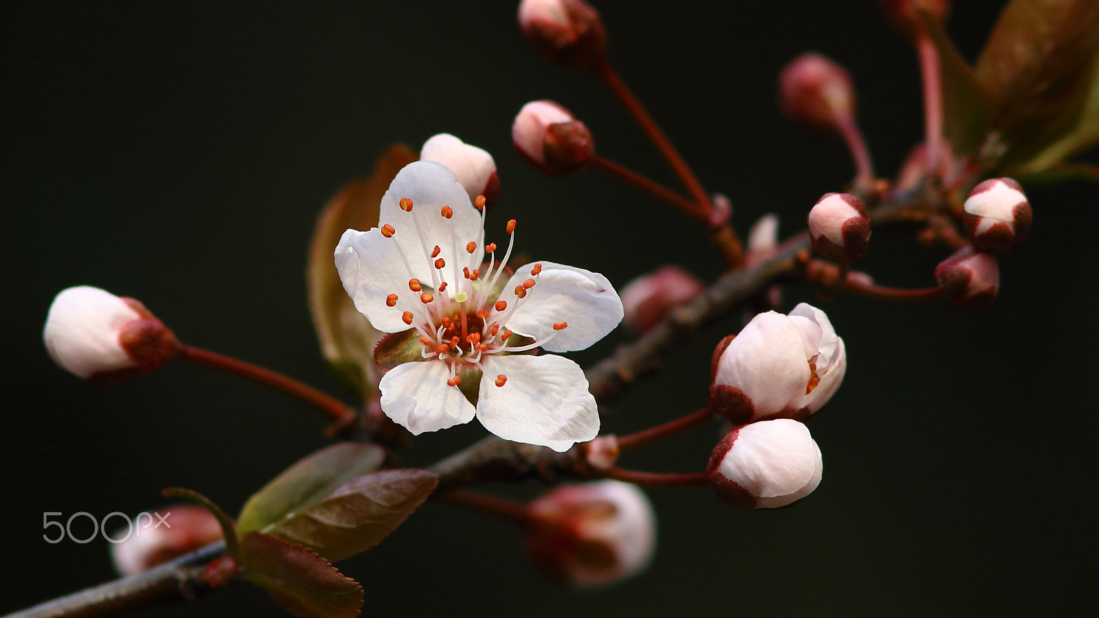 Canon EF 300mm F4L IS USM sample photo. 李花 photography