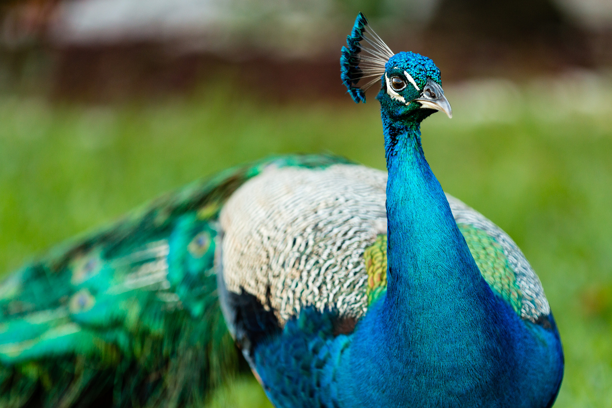 Canon EF 70-200mm F2.8L IS II USM sample photo