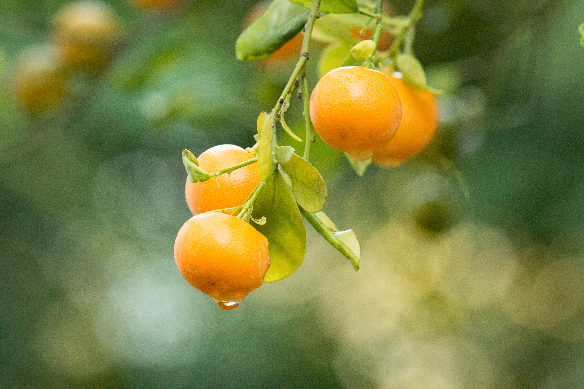 Canon EF 70-200mm F2.8L IS II USM sample photo