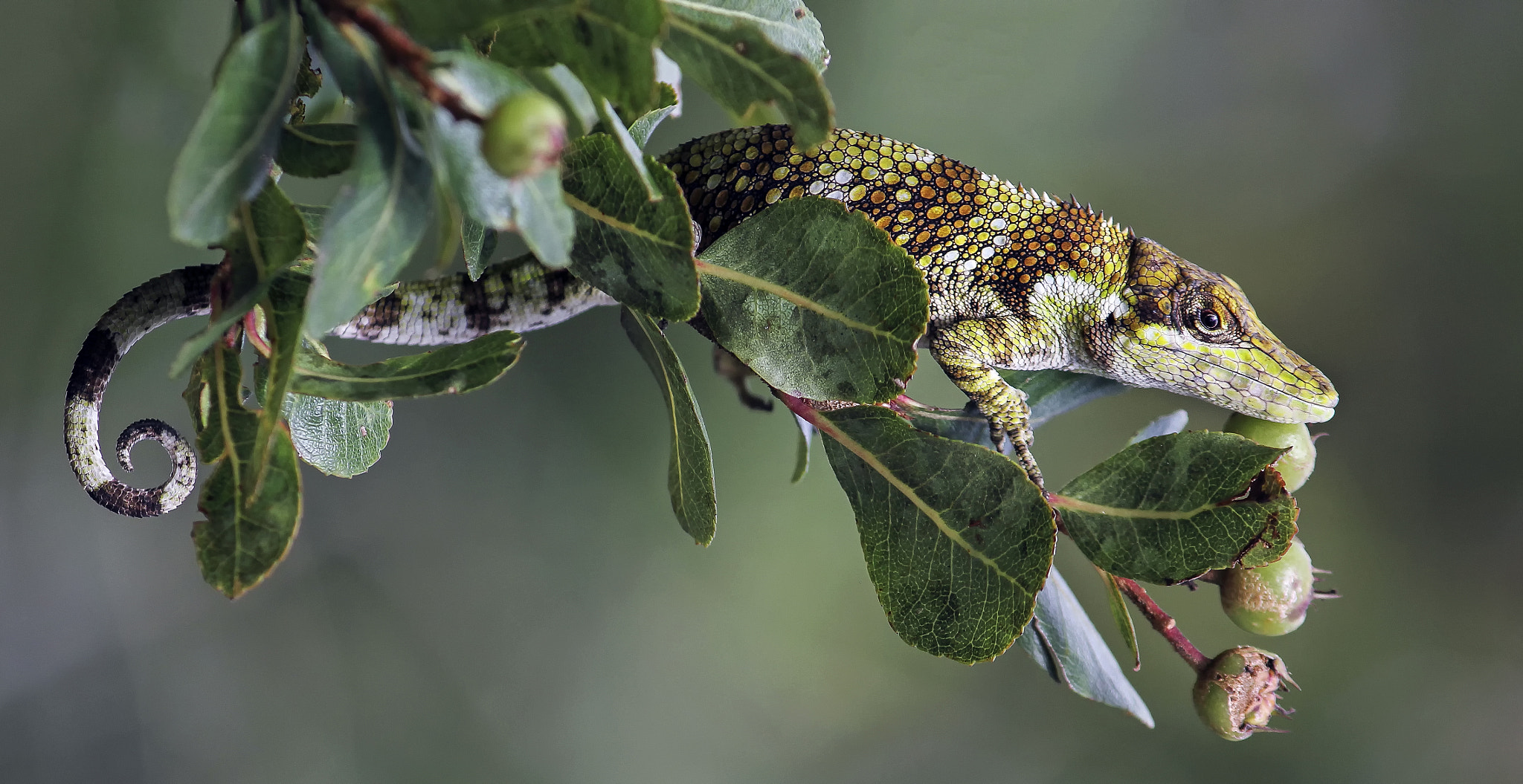 Canon EF-S 55-250mm F4-5.6 IS sample photo. Anolis heterodermus photography