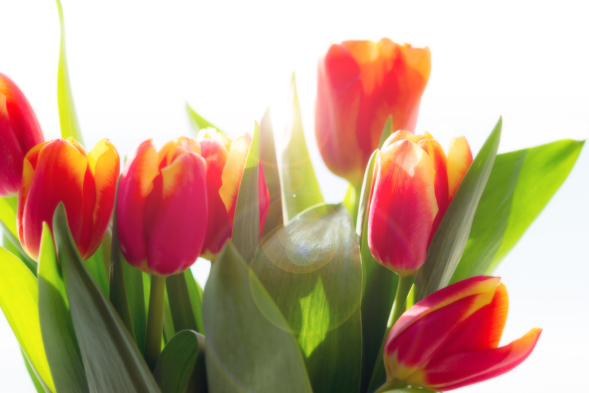 Sony Alpha DSLR-A850 sample photo. Tulips backlit. photography