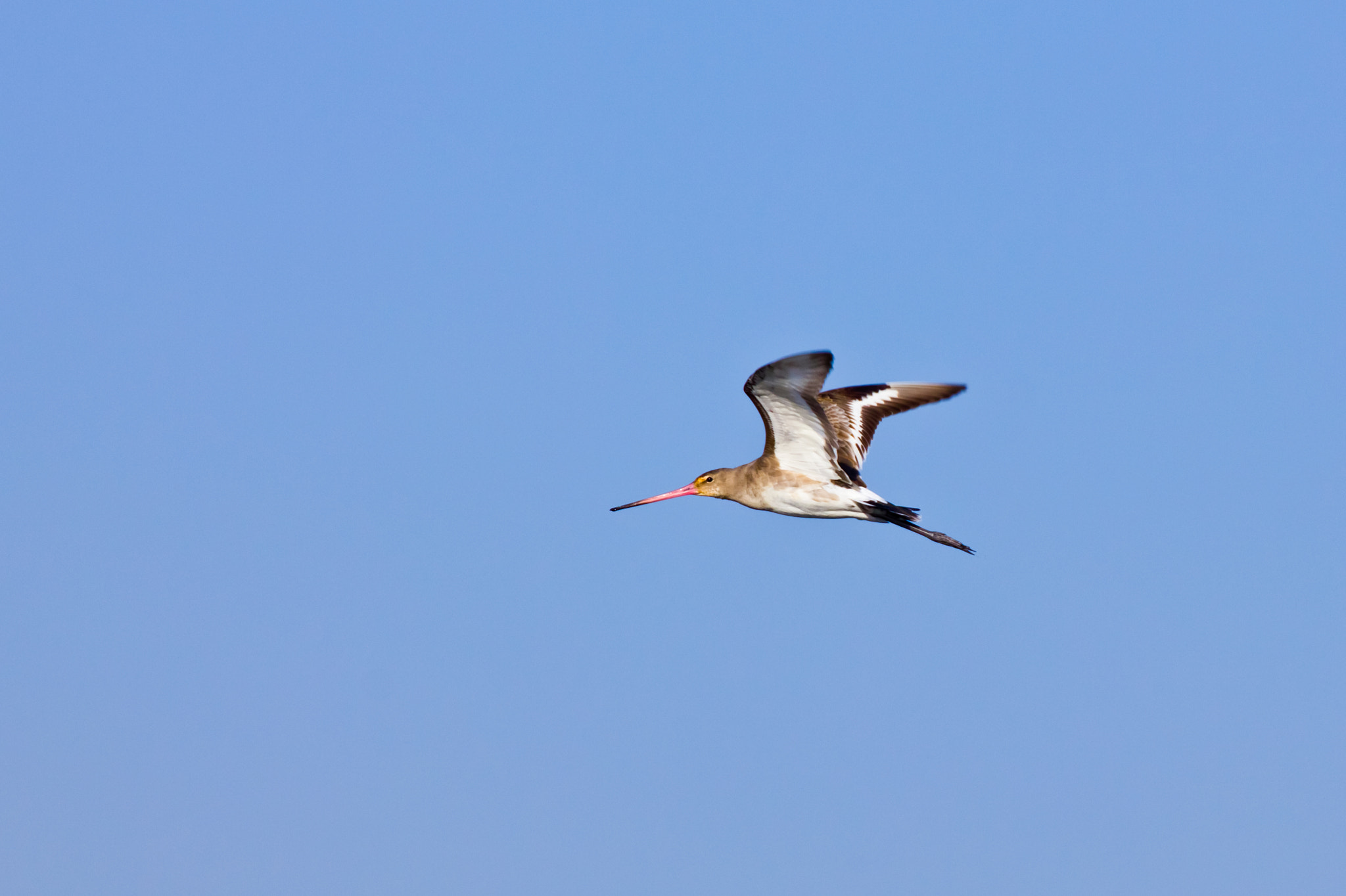 Canon EOS 550D (EOS Rebel T2i / EOS Kiss X4) sample photo. Black tailed godwit  photography