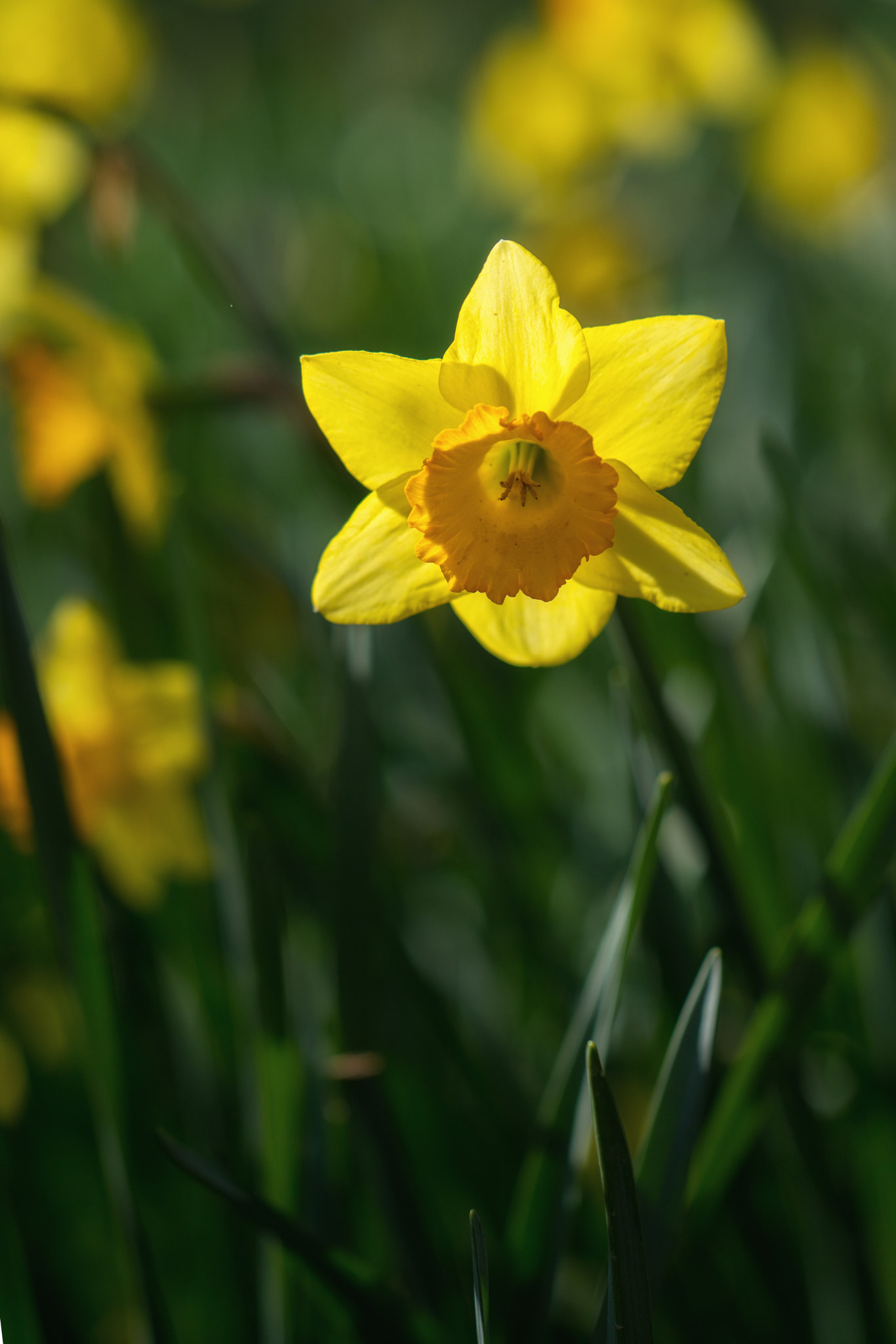 Sony a7R II + ZEISS Batis 85mm F1.8 sample photo. The sign warmer weather is coming soon. photography