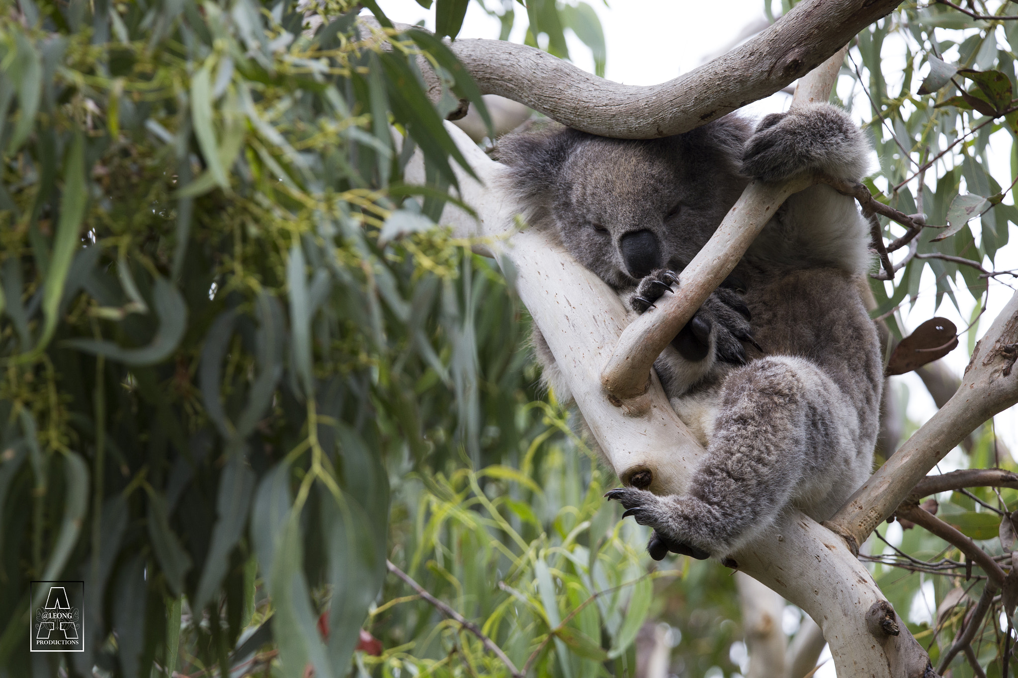 Tamron SP 150-600mm F5-6.3 Di VC USD sample photo. Otways koala photography