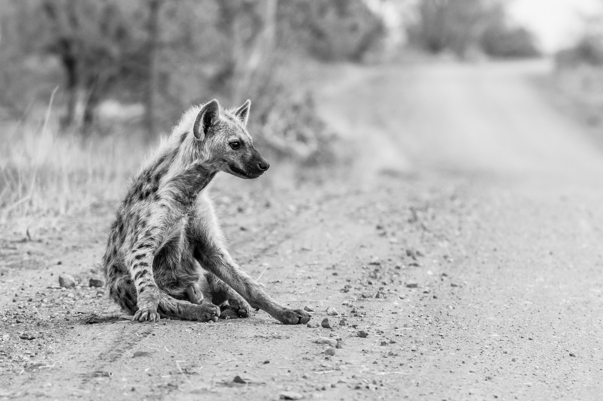 Pentax K-3 + Tamron SP AF 70-200mm F2.8 Di LD (IF) MACRO sample photo. Young hyena relaxing photography