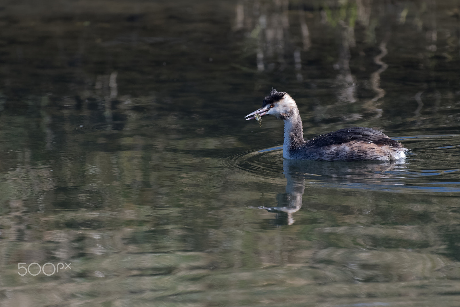 Nikon AF-S Nikkor 200-500mm F5.6E ED VR sample photo. Grèbe huppé photography