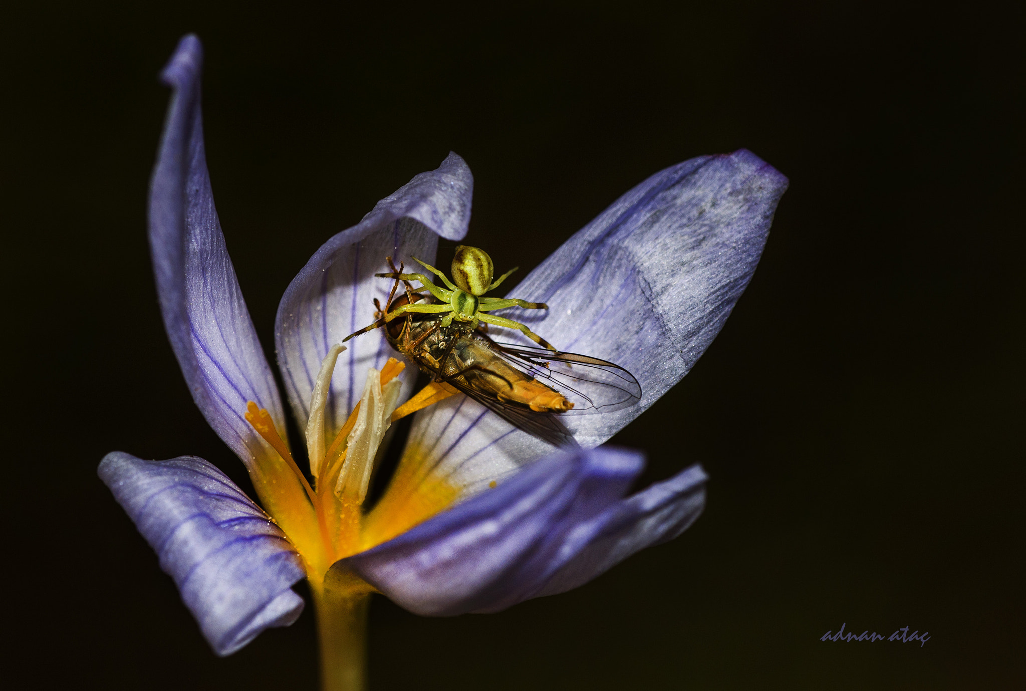 AF Zoom-Micro Nikkor 70-180mm f/4.5-5.6D ED sample photo. Çiğdem çiçeğinde (crocus) süslü sinek (episyrphus balteatus) avlamış yengeç örümceği (thomisus... photography