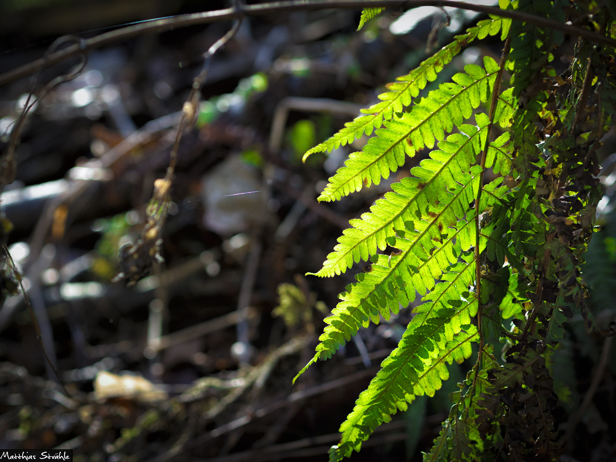 Olympus OM-D E-M5 II + Olympus M.Zuiko Digital 45mm F1.8 sample photo. Green photography