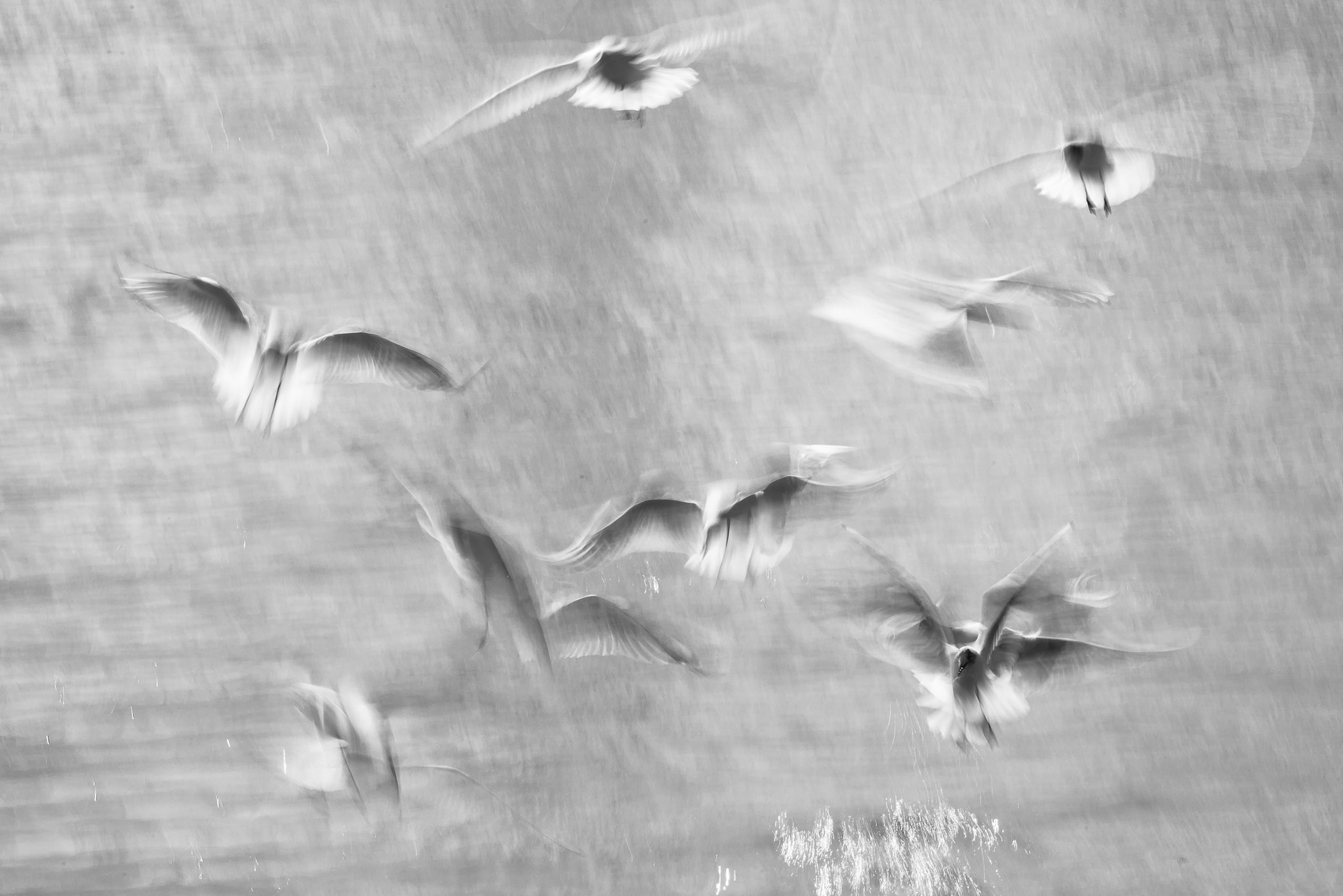 Sigma 150-600mm F5-6.3 DG OS HSM | S sample photo. Birds photography