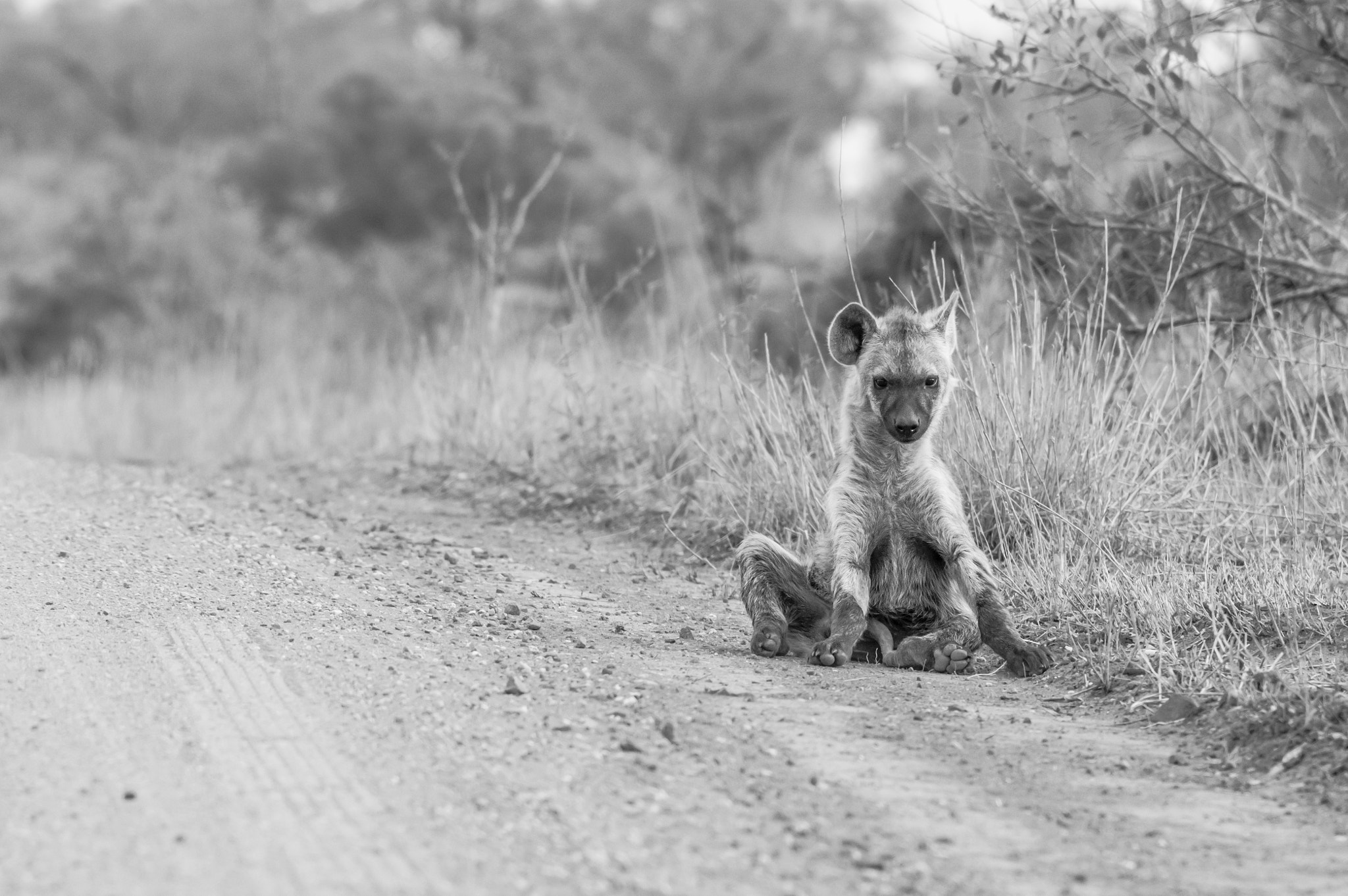 Tamron SP AF 70-200mm F2.8 Di LD (IF) MACRO sample photo. Young hyena in a bad mood photography