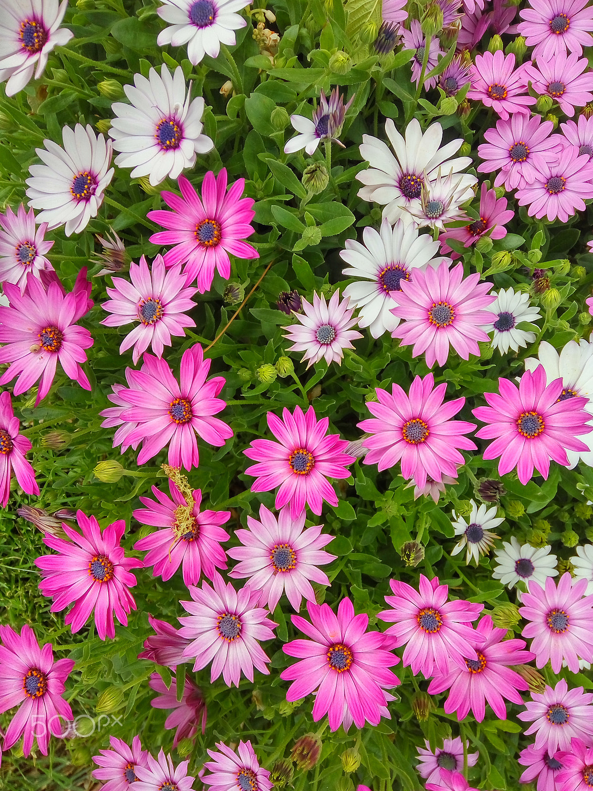 Xiaomi HM Note 2 sample photo. A flower bed of daisies photography