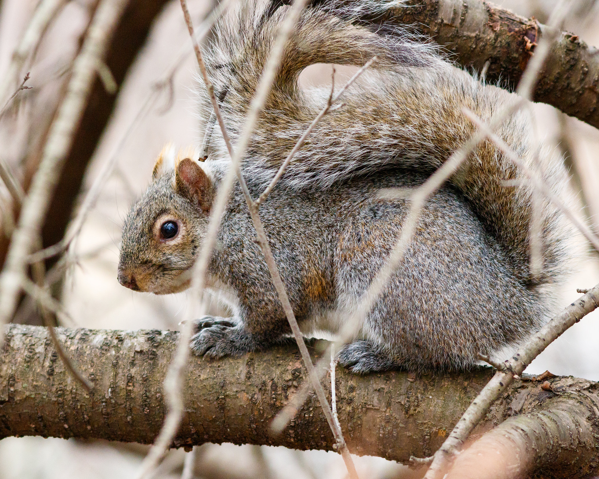 Canon EF 300mm F4L IS USM sample photo. Squirrel's tail photography